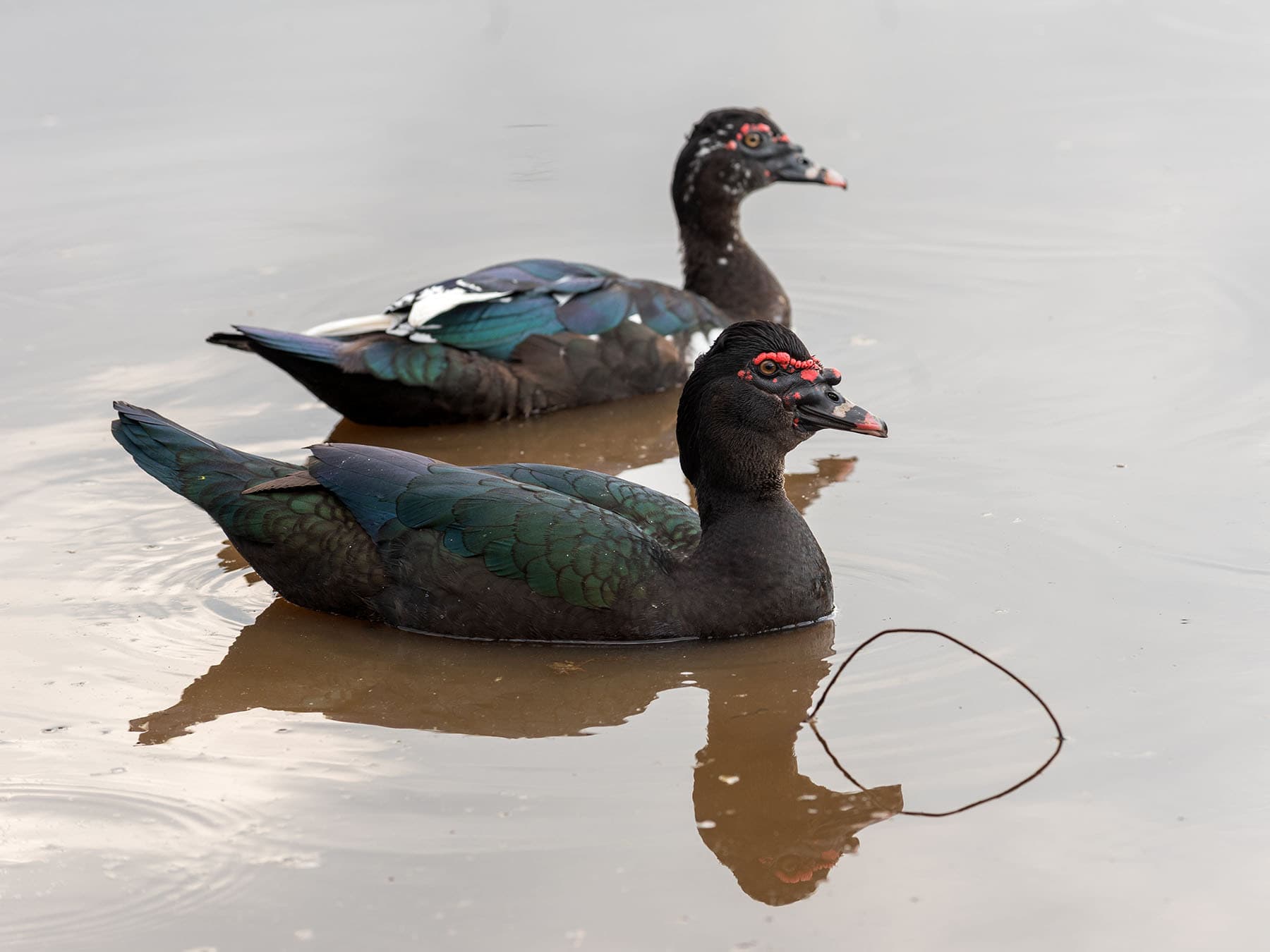A pair of Muscovy Ducks