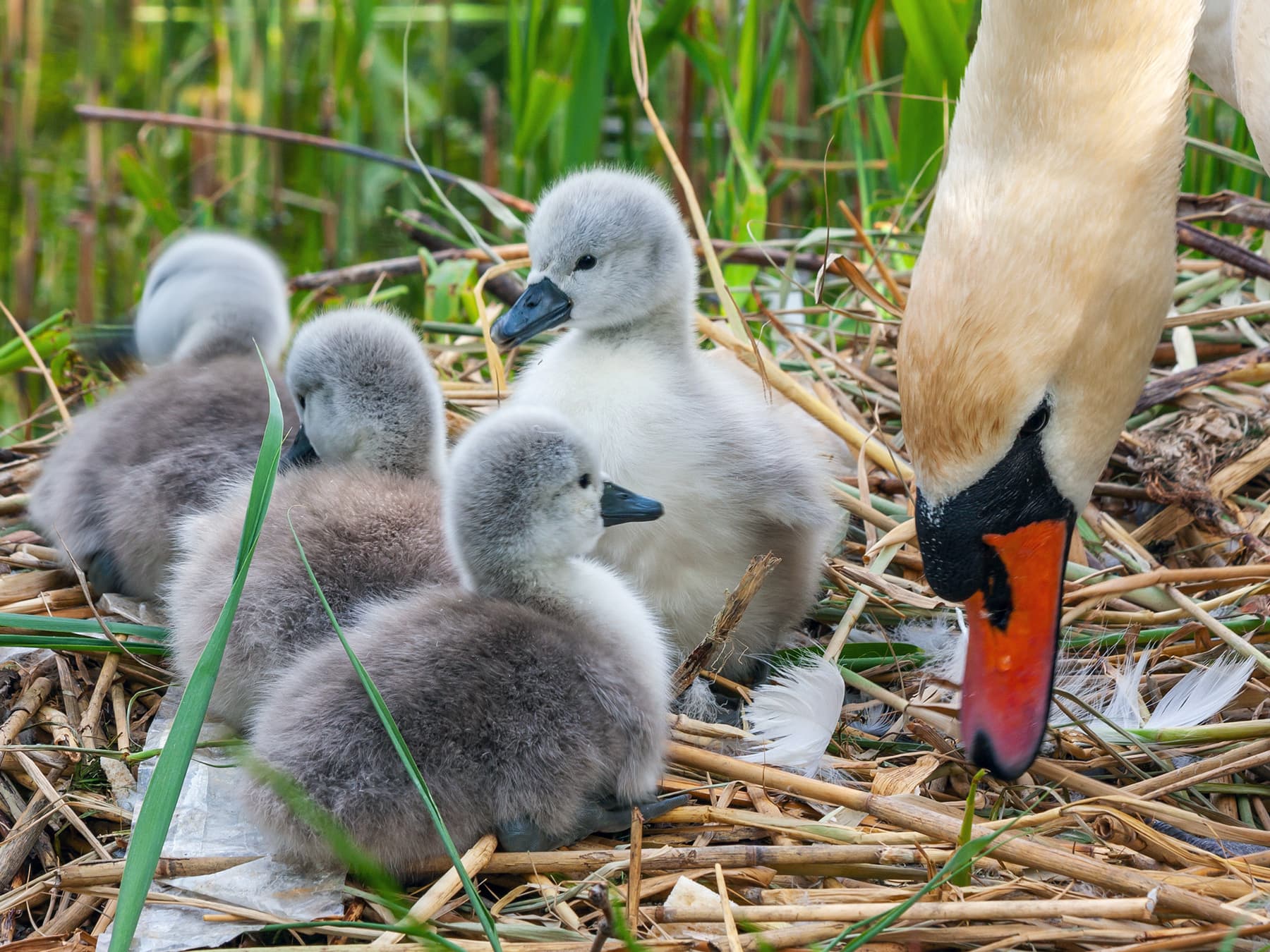 Mute Swan parent at the nest with its young