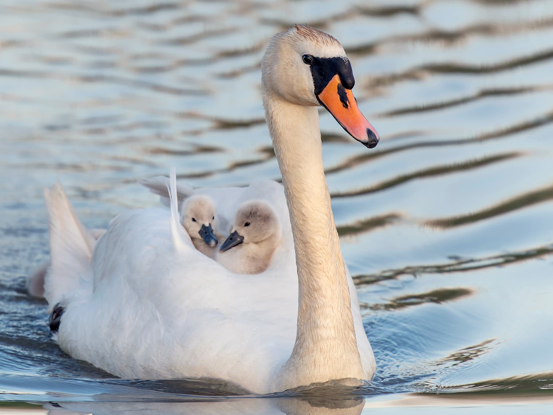 Mute Swan chicks taking a ride on their mothers back