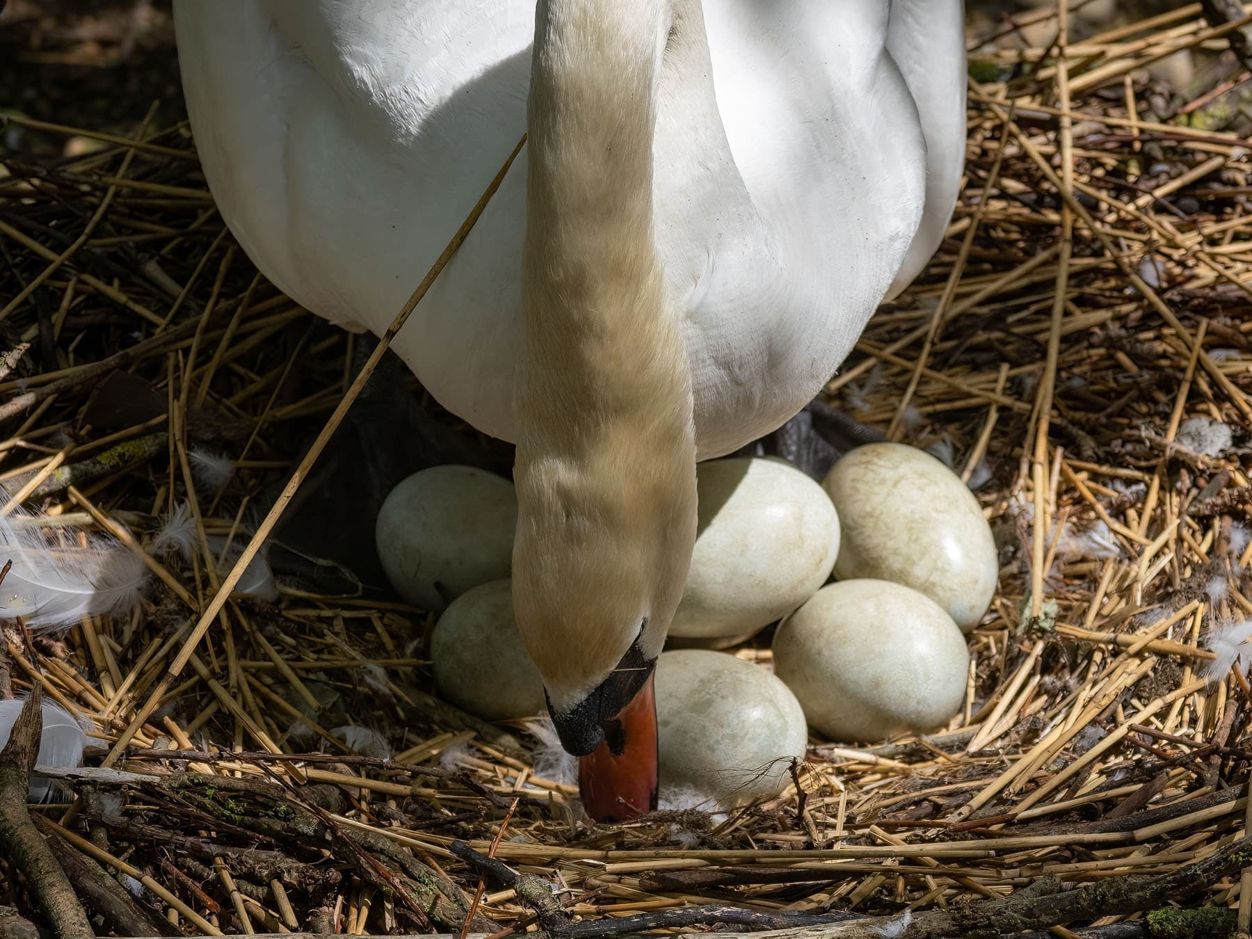Mute swan eggs
