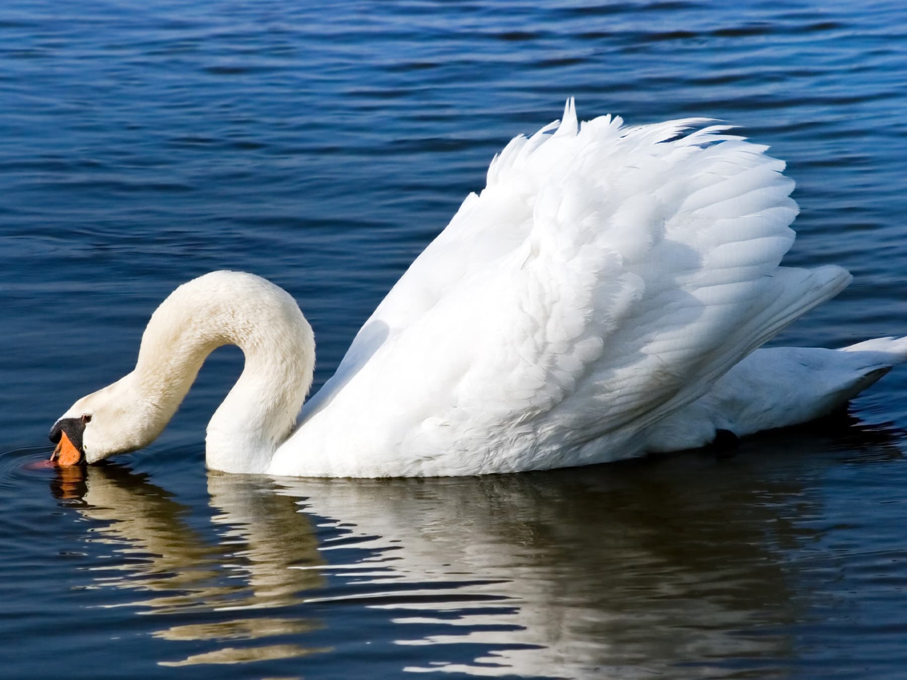Mute Swan feeding