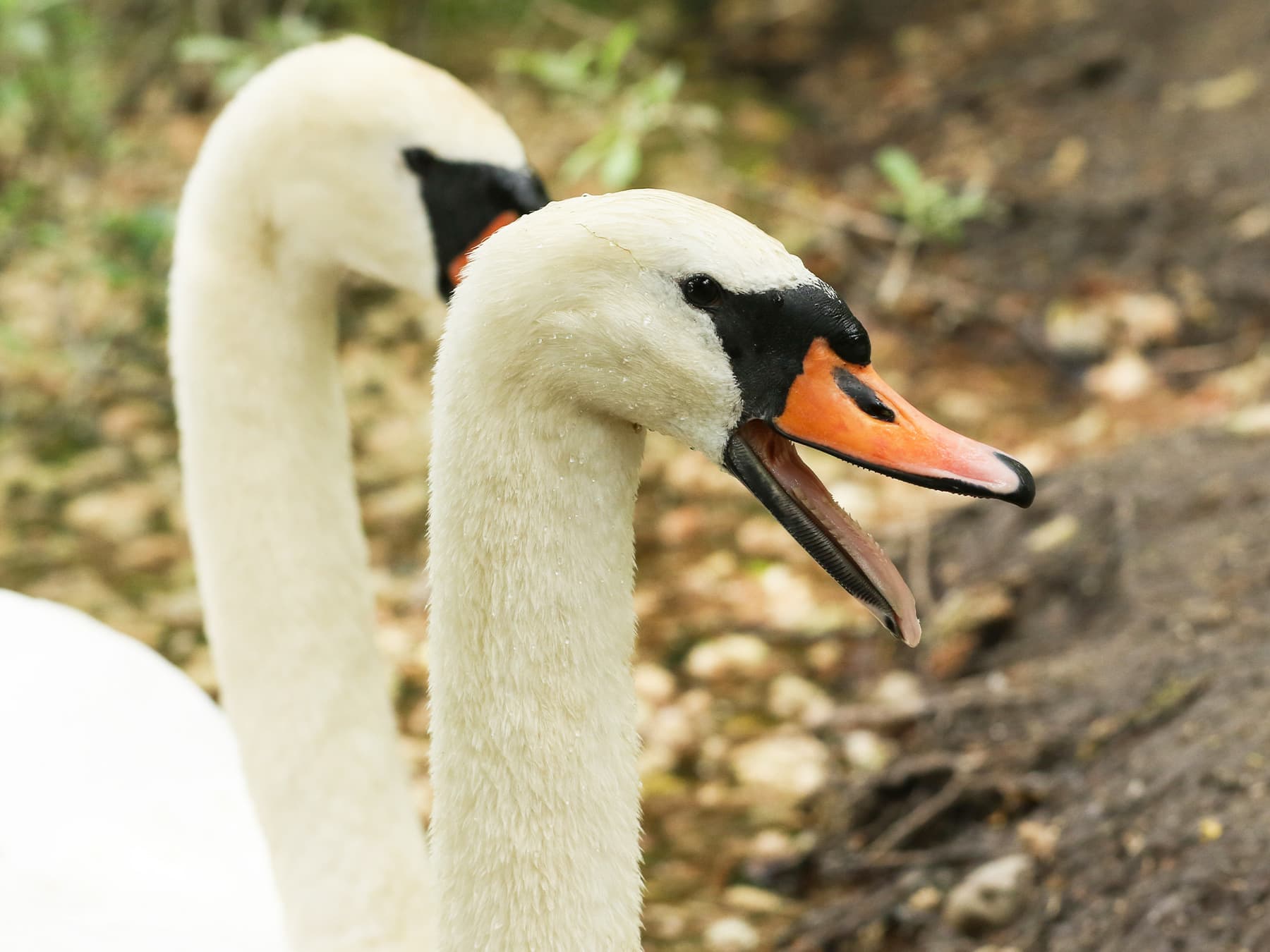Mute Swan being vocal