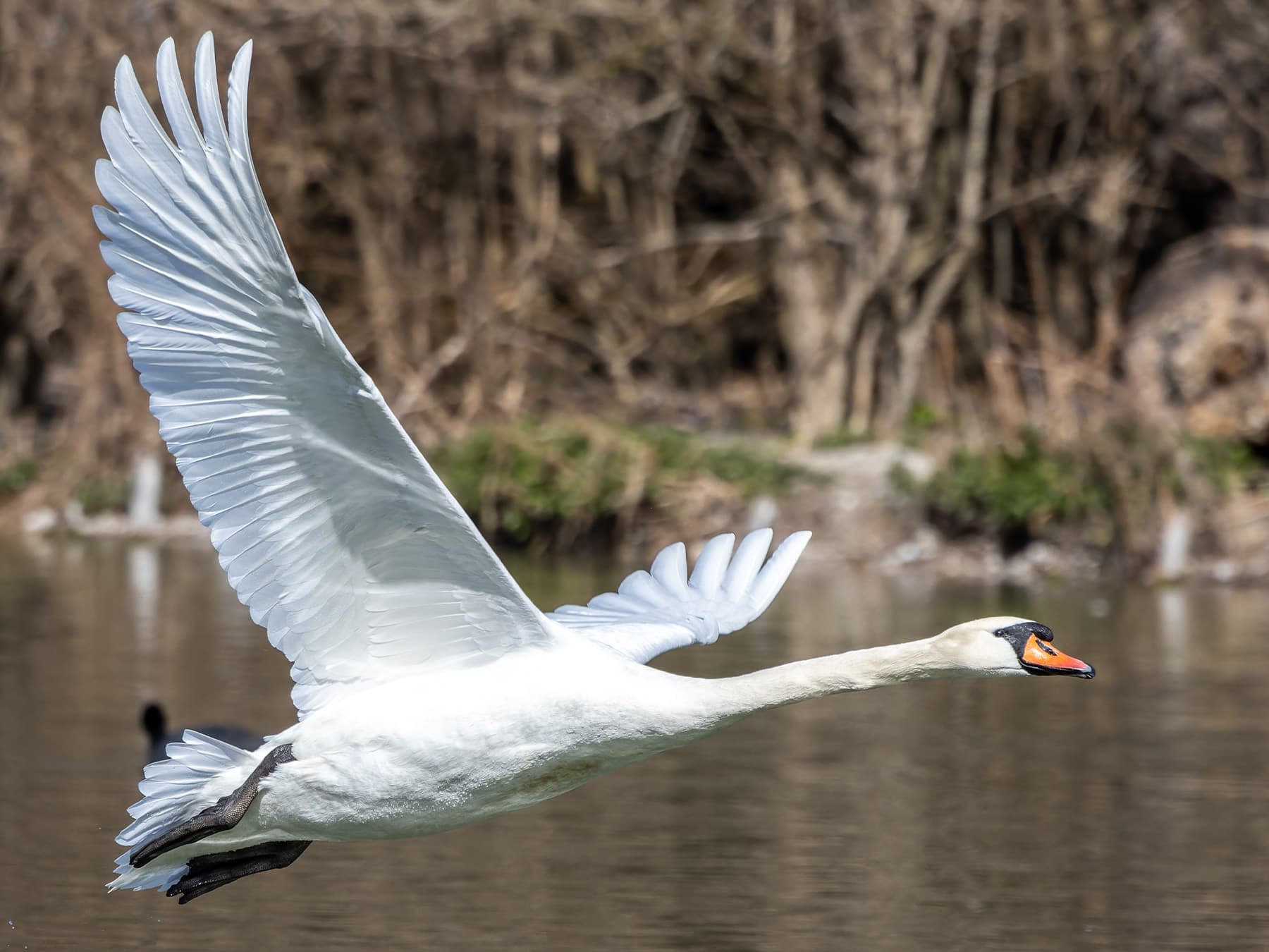 Mute Swan in-flight over a lake