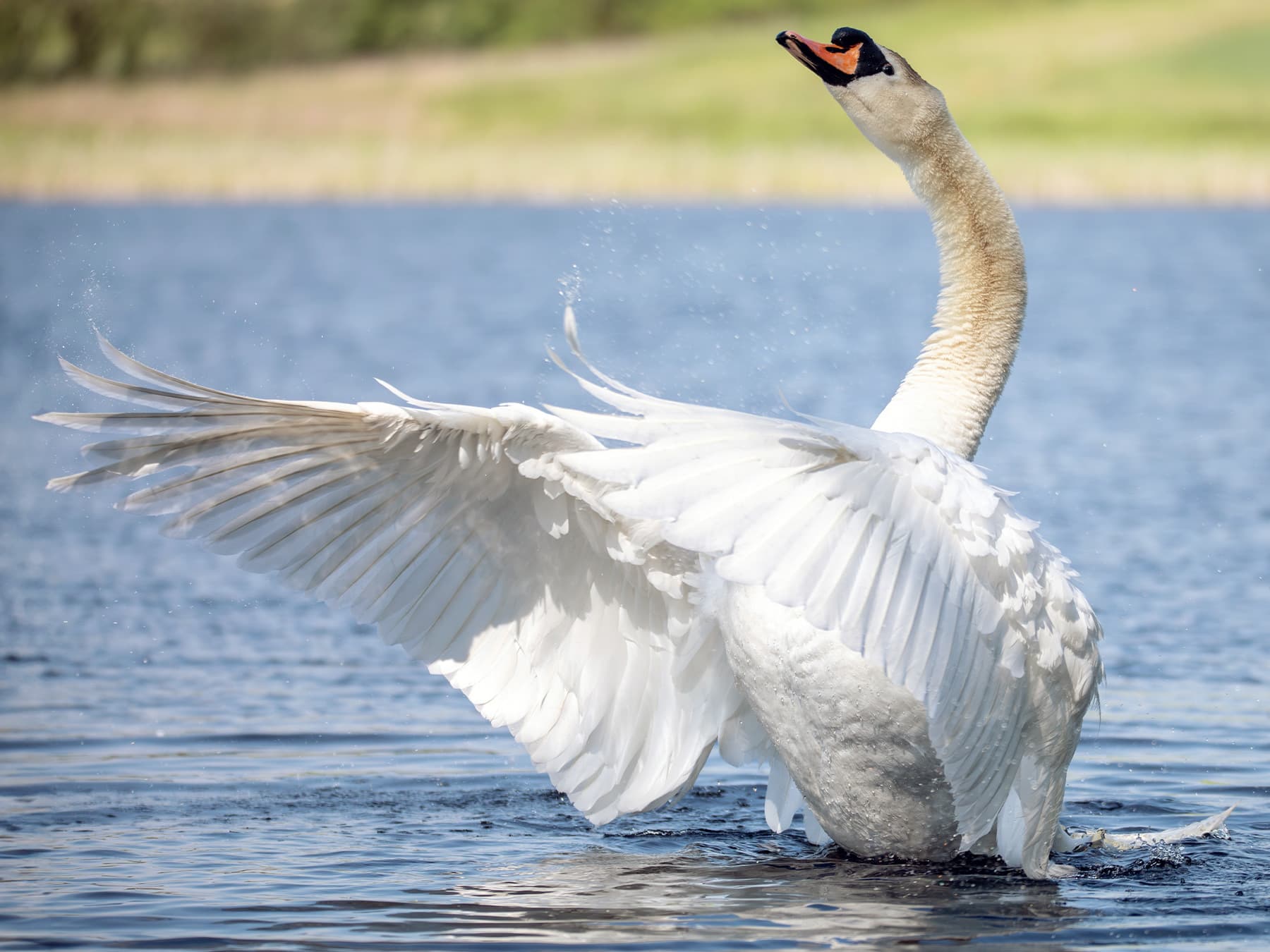 Mute Swan in a pond protecting the family