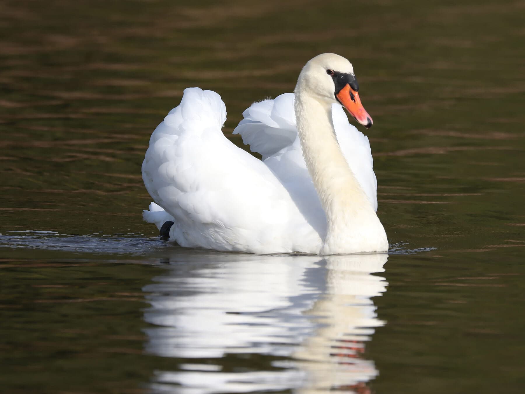 Mute swan lifespan