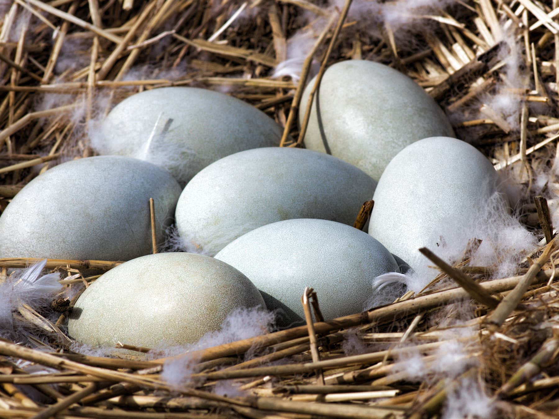 Nest of a Mute Swan with seven eggs