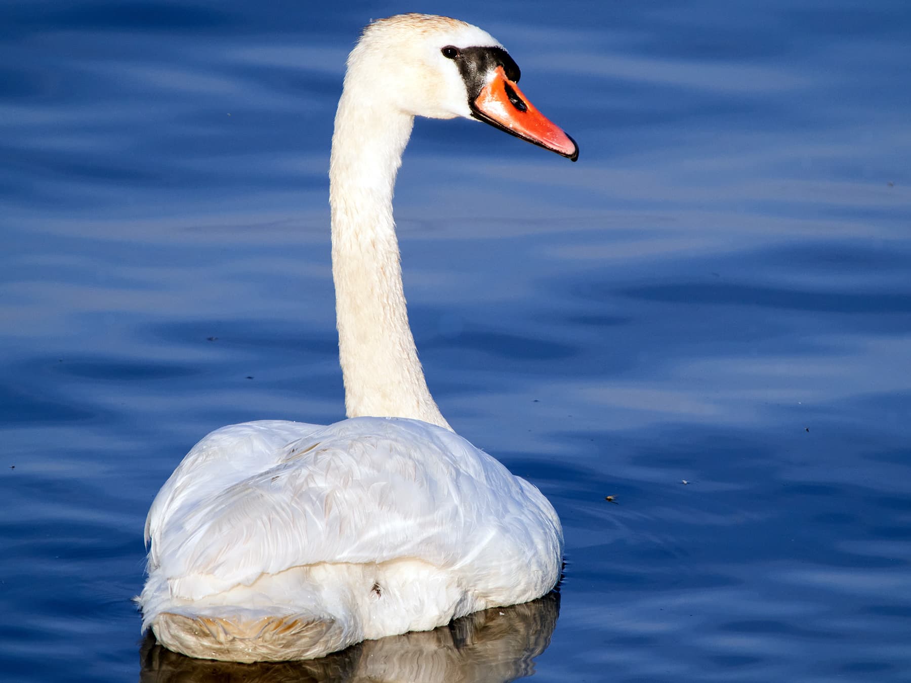 Mute Swan swimming on the lake