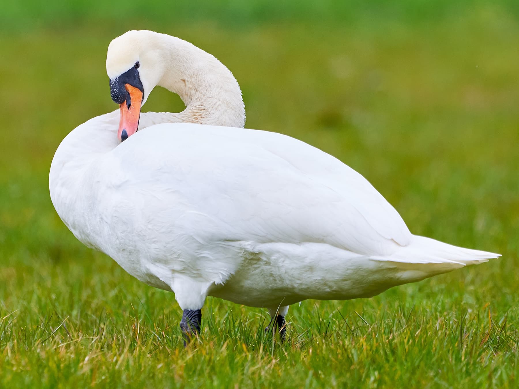 Mute Swan preening itself