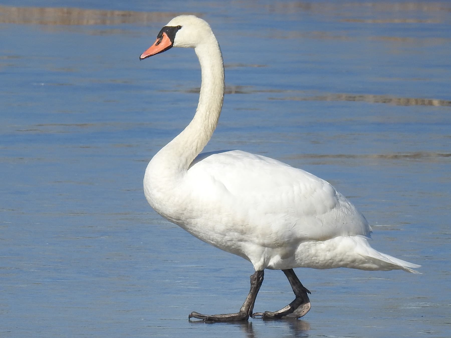 Mute Swan walking across a frozen lake