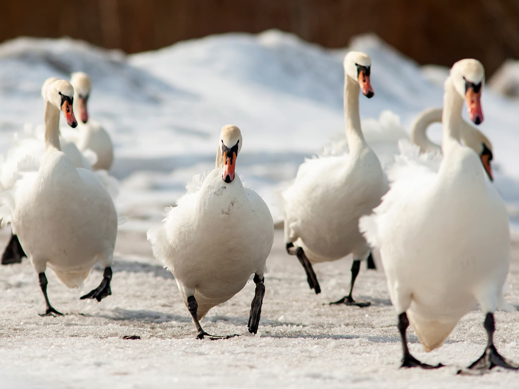 Mute Swans on a winters day