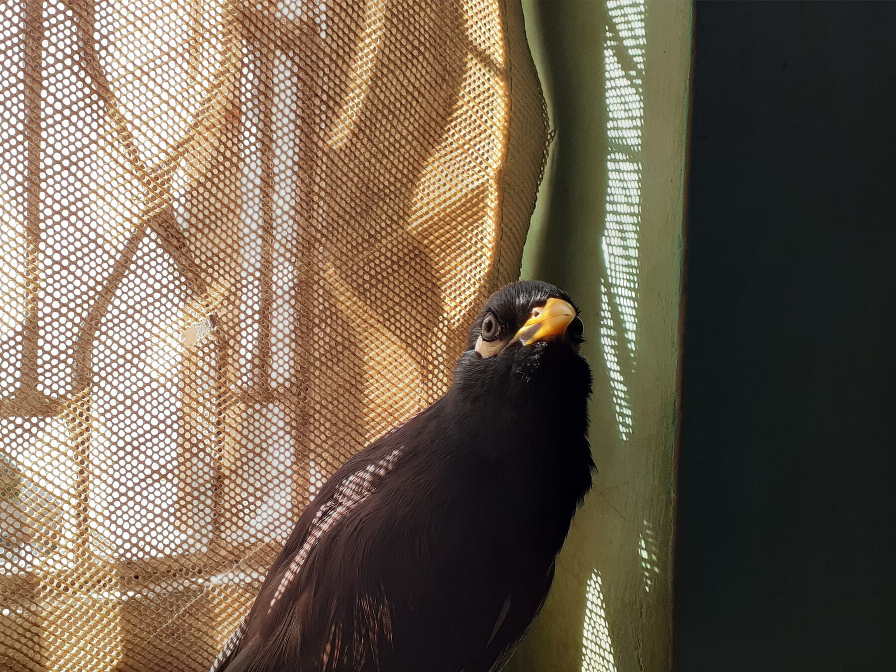 Mynah bird in house