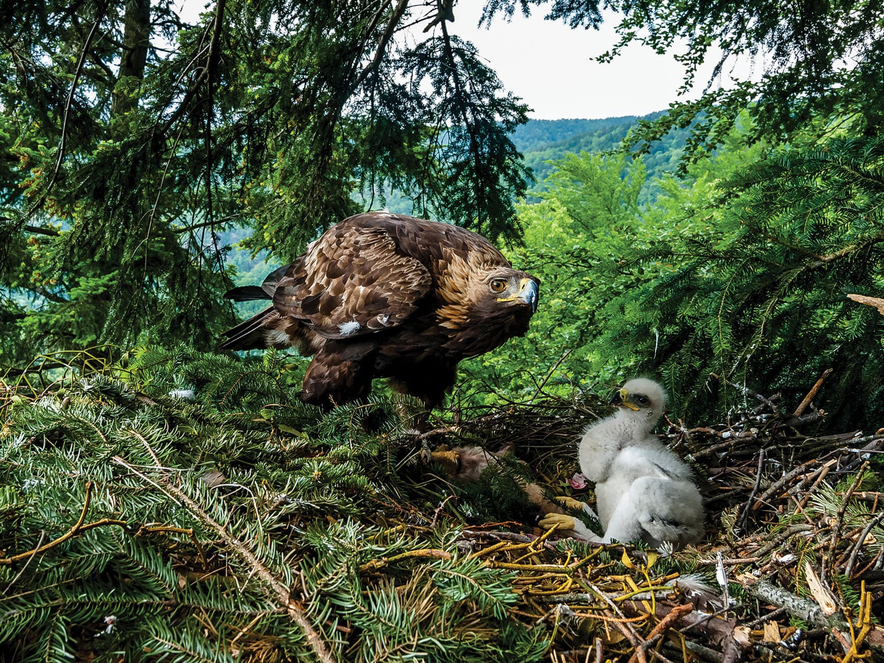 The nest of a Golden Eagle, with adult protecting young chick