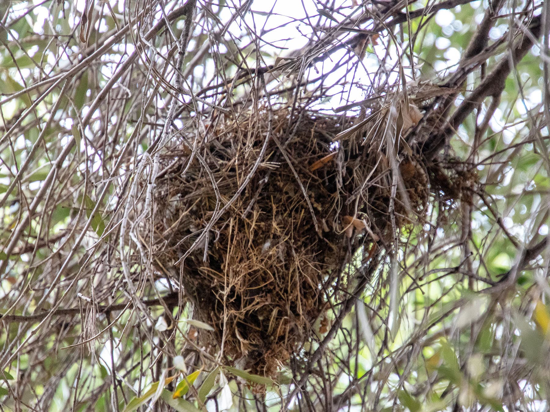 Nest of a Cape Sparrow in an urban garden