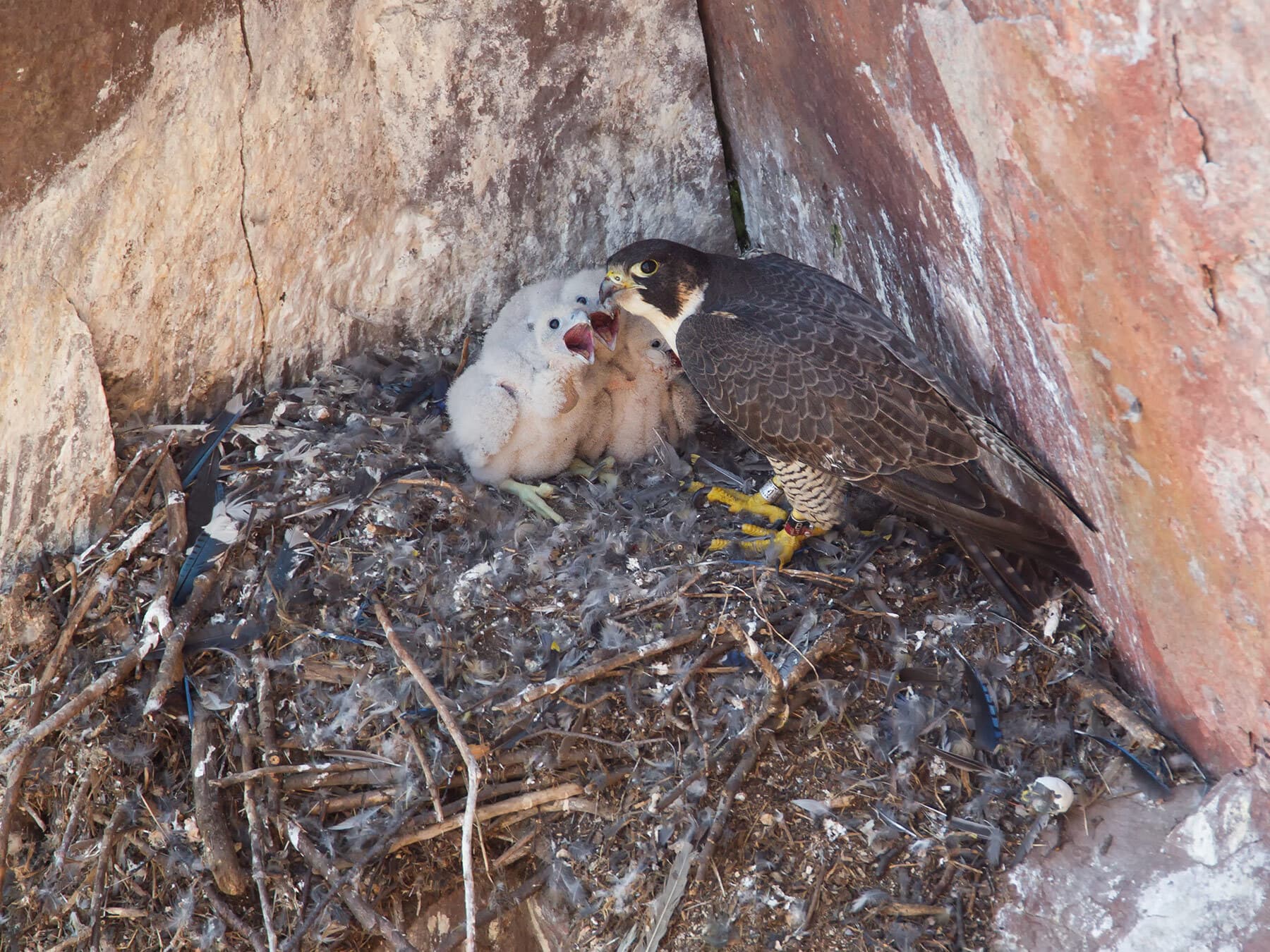 Nest peregrine falcon chicks
