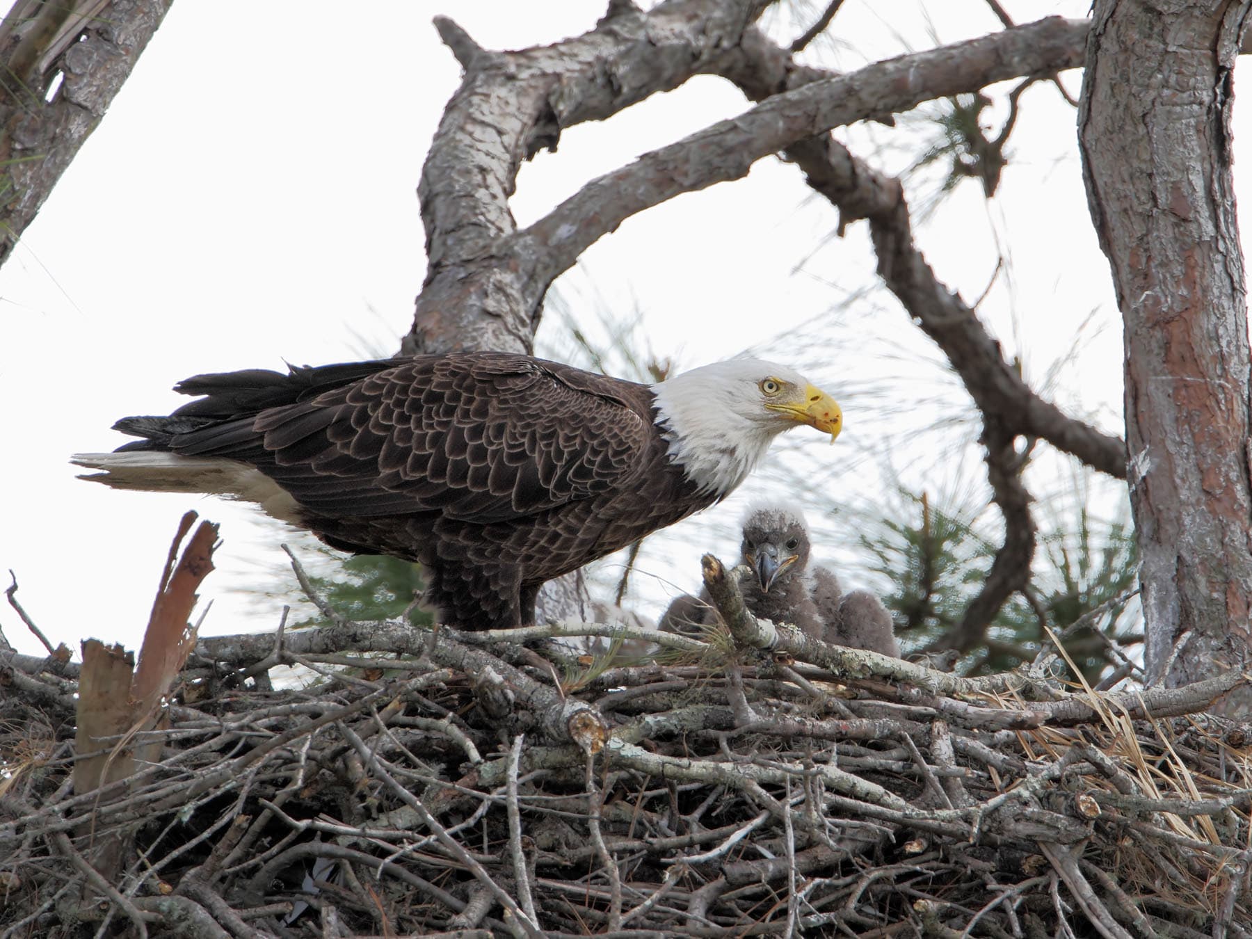 Nesting Bald Eagle with young eaglet in the nest