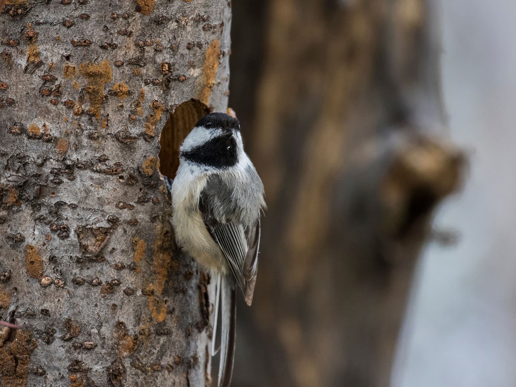 Nesting black capped chickadee