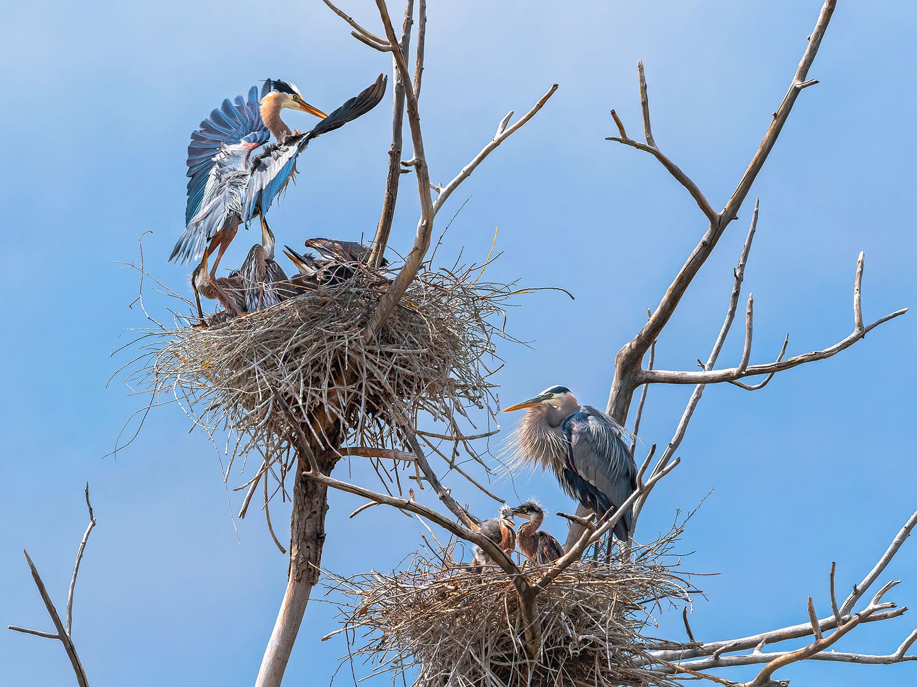 Nesting neighbors - Great Blue Herons nesting next to each other high up a tree