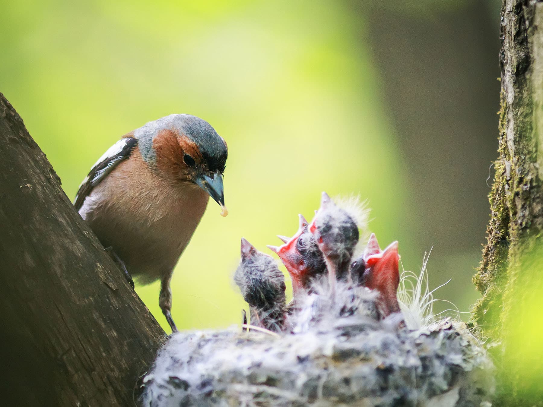 Male Chaffinch looking after the young chicks in the nest