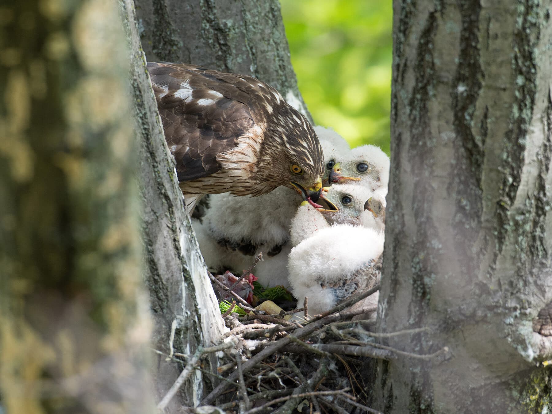 Nesting coopers hawk chicks