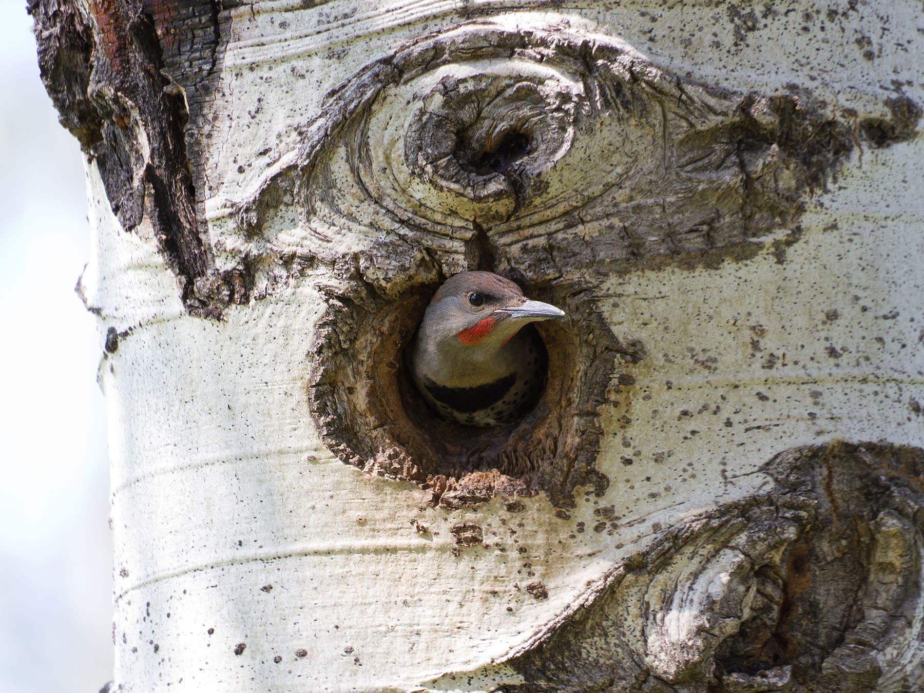 Nesting flicker