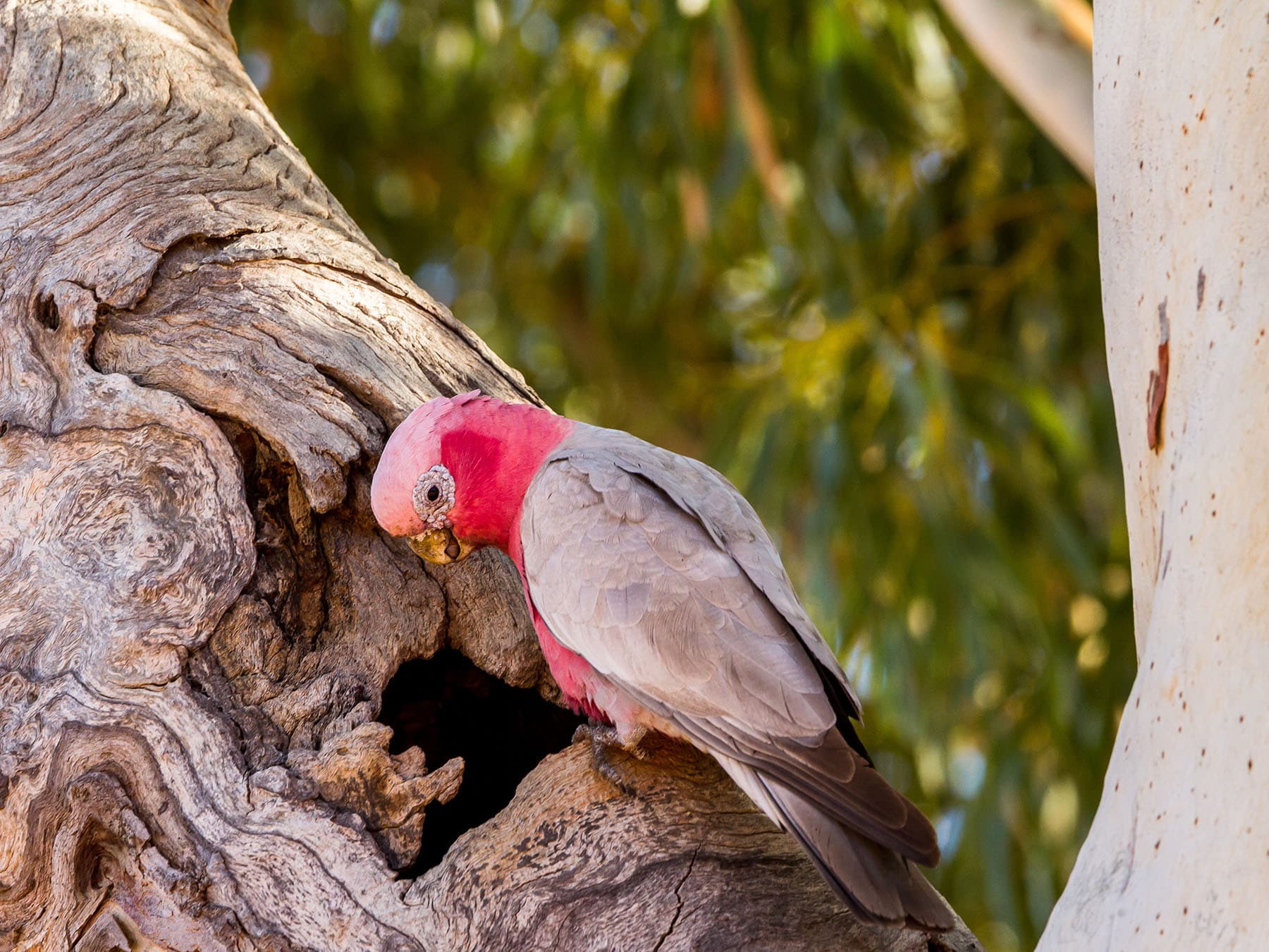 Nesting Galah at cavity
