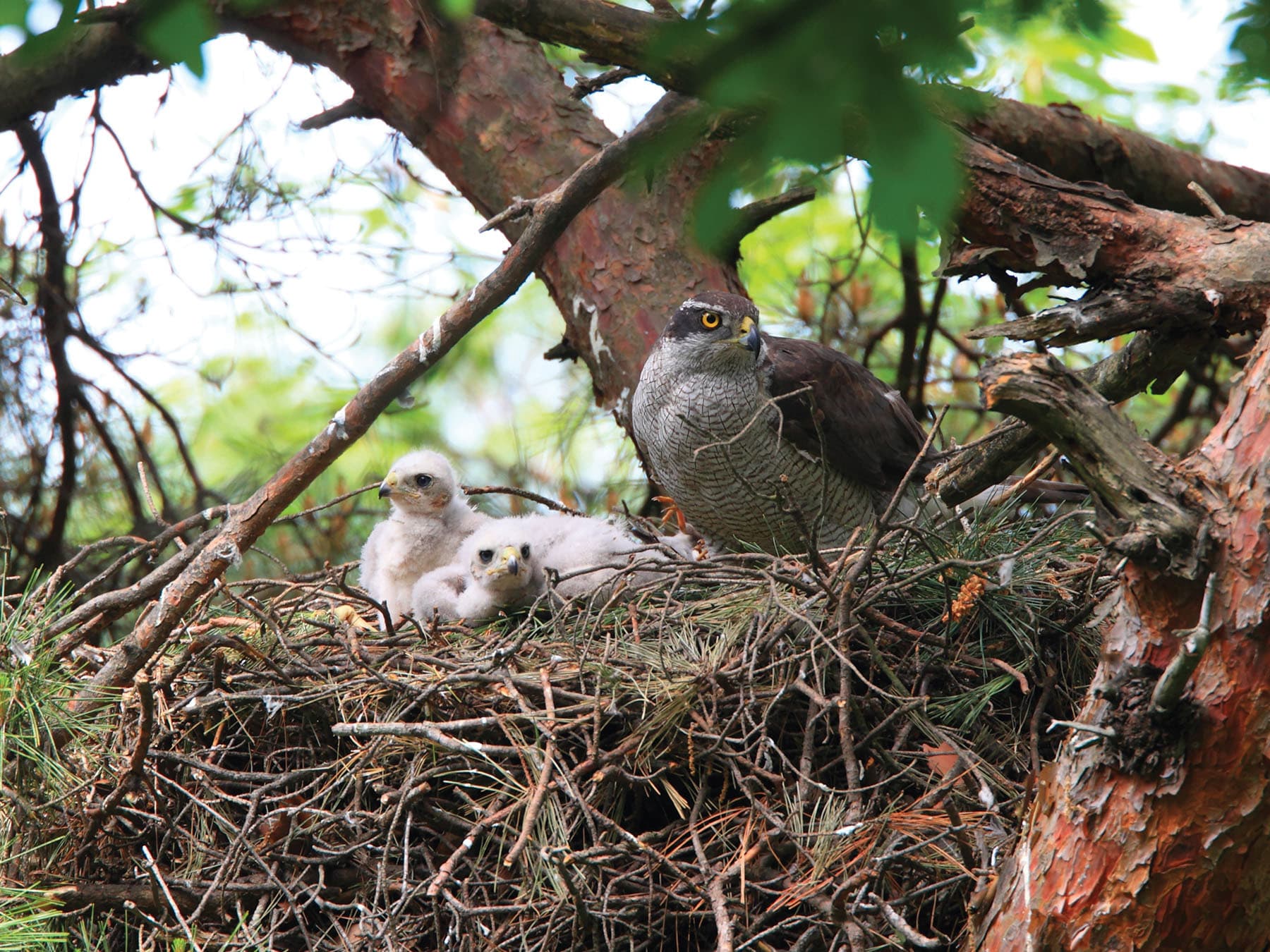 Nesting Goshawk with young white fluffy chicks inside