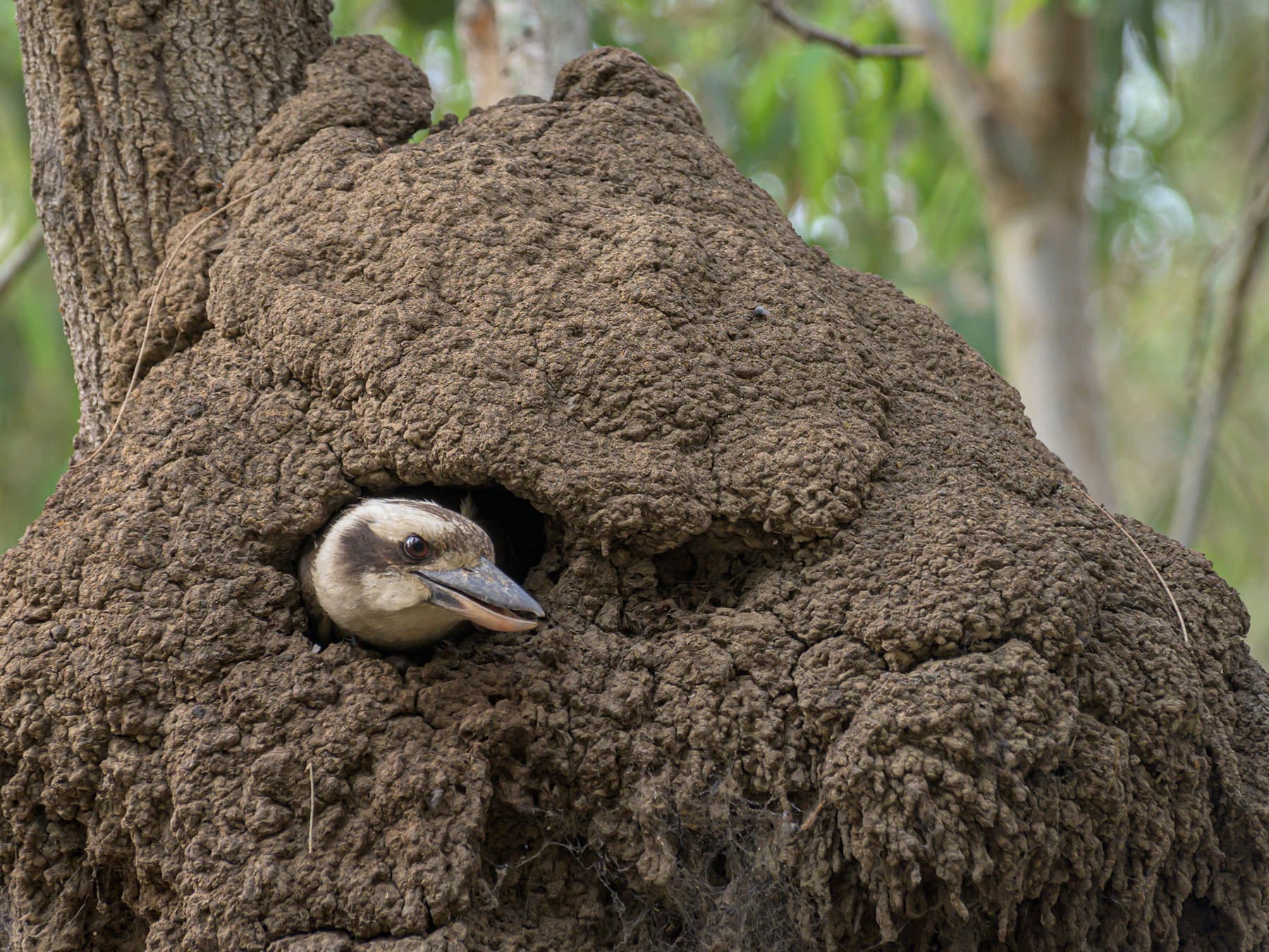Nesting kookaburra termite nest