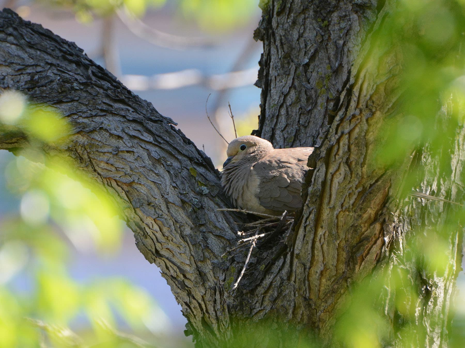 Nesting Mourning Dove
