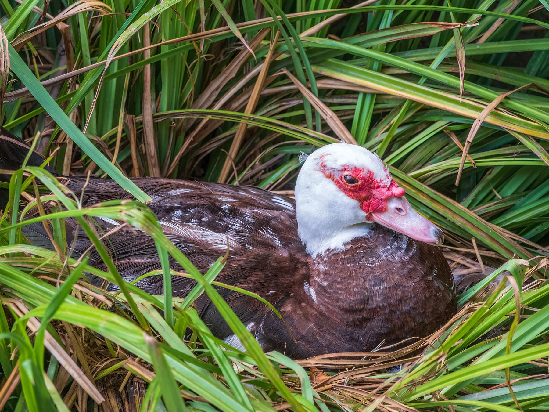 Female Muscovy Duck sat on her nest