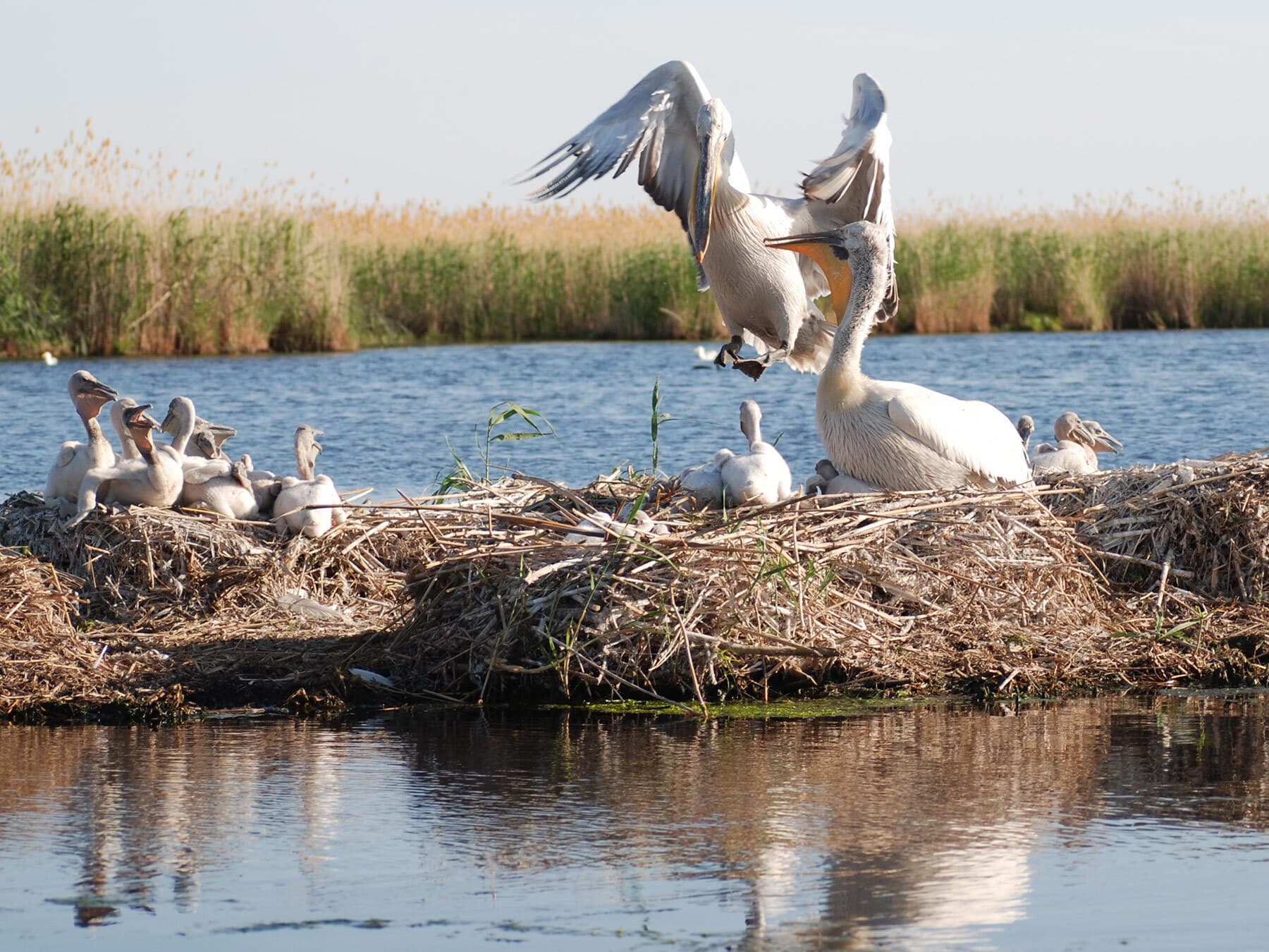 Nesting pelicans