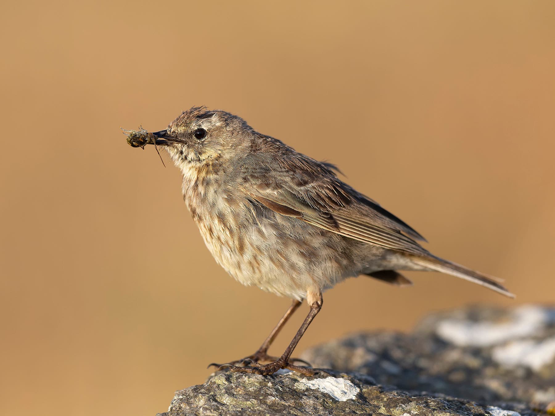 Nesting Rock Pipit gathering food to feed hungry chicks in the nest
