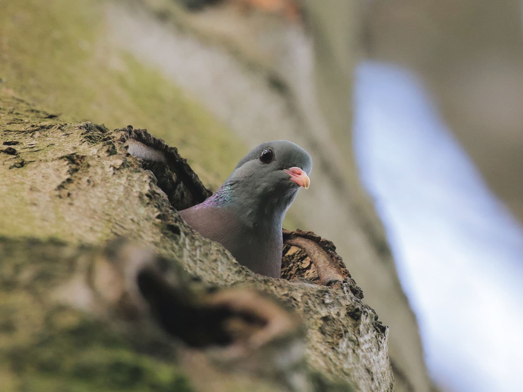 Nesting Stock Dove looking out of the nesting cavity