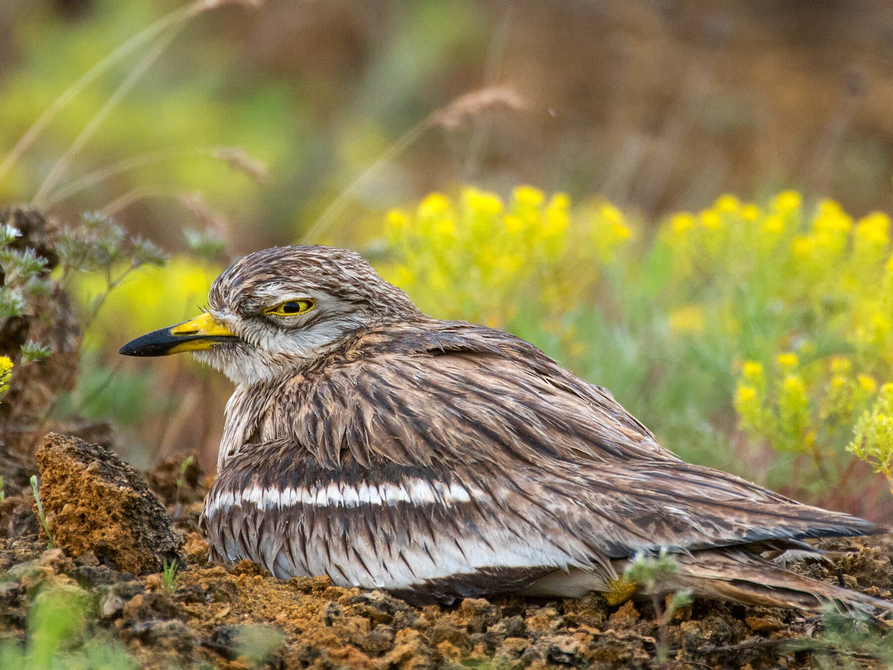 Stone Curlew sat on the nest, incubating eggs