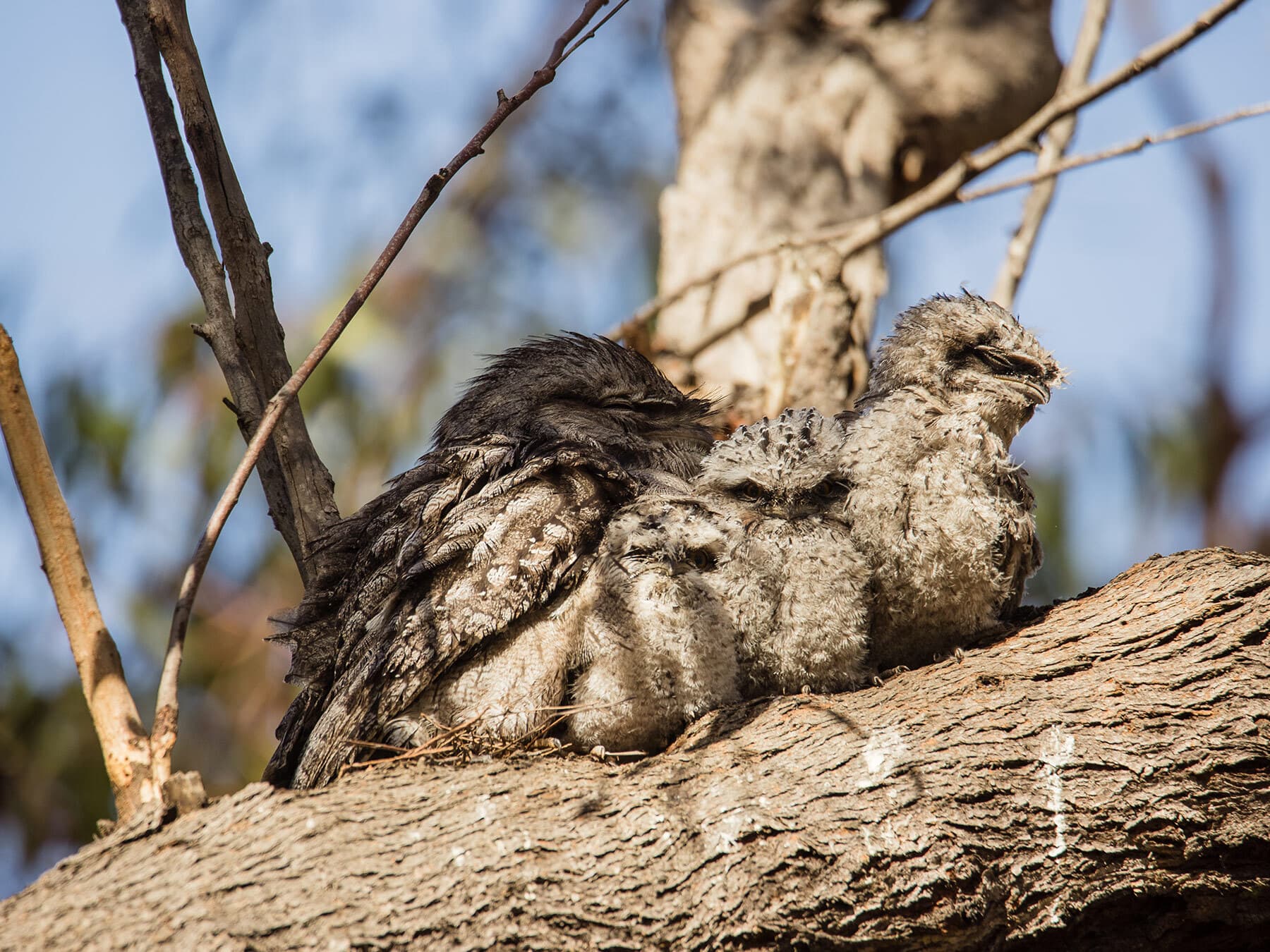 Nesting tawny frogmouth babies