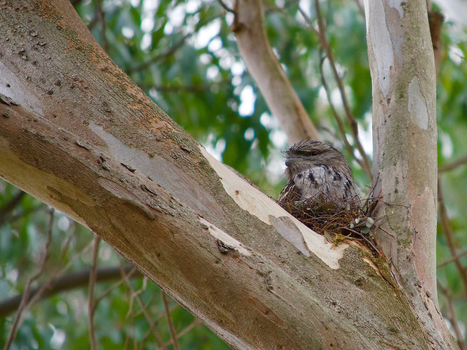 Nesting tawny frogmouth