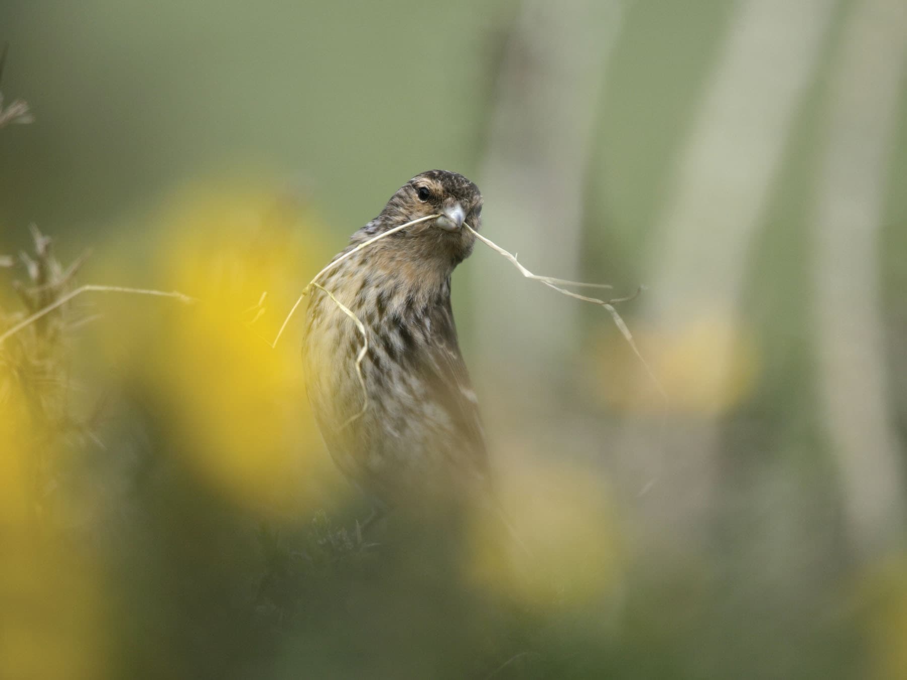 Twite gathering materials to build the nest