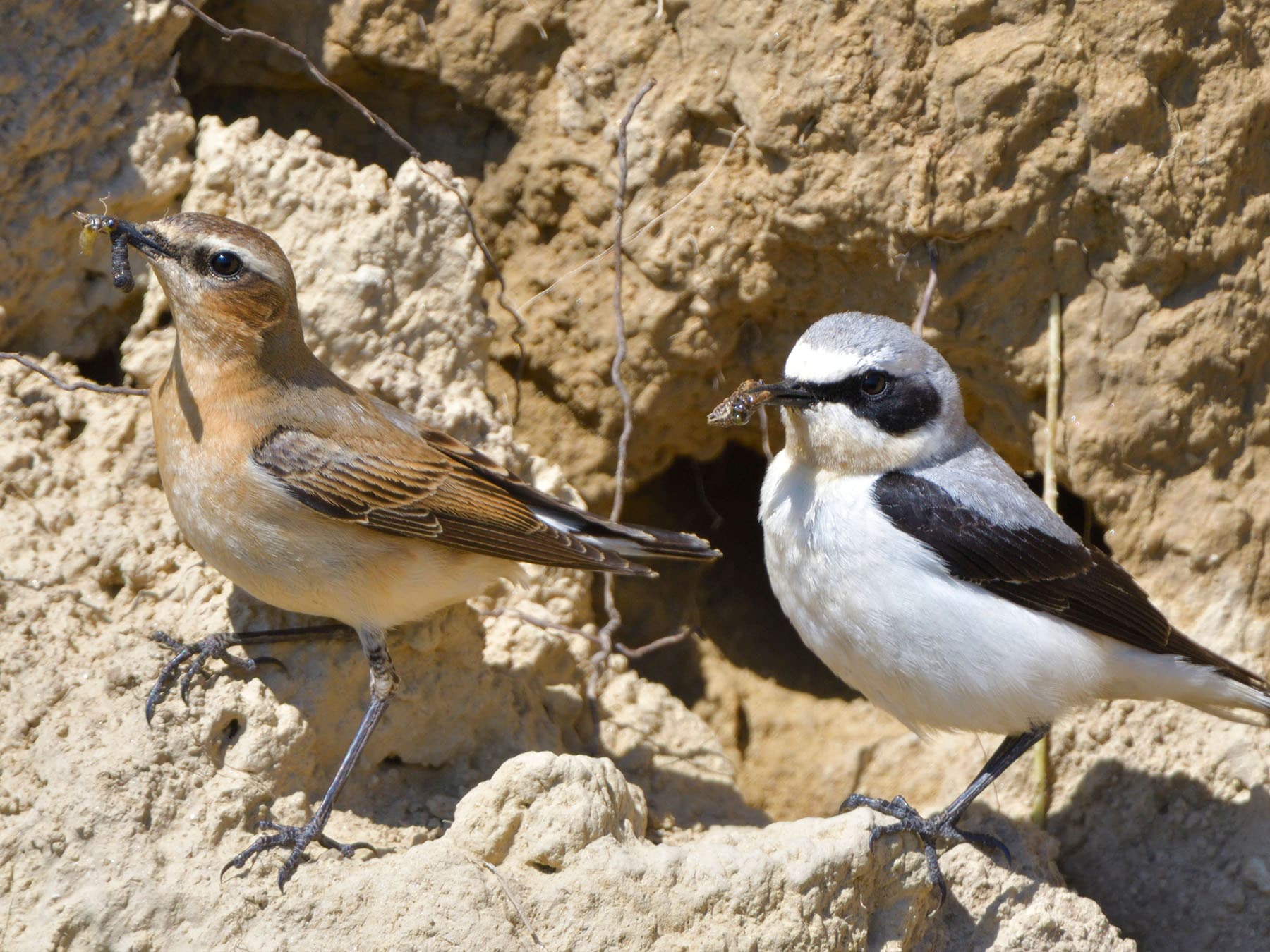 A nesting pair of Wheatears bringing food back to the nest for the hungry chicks