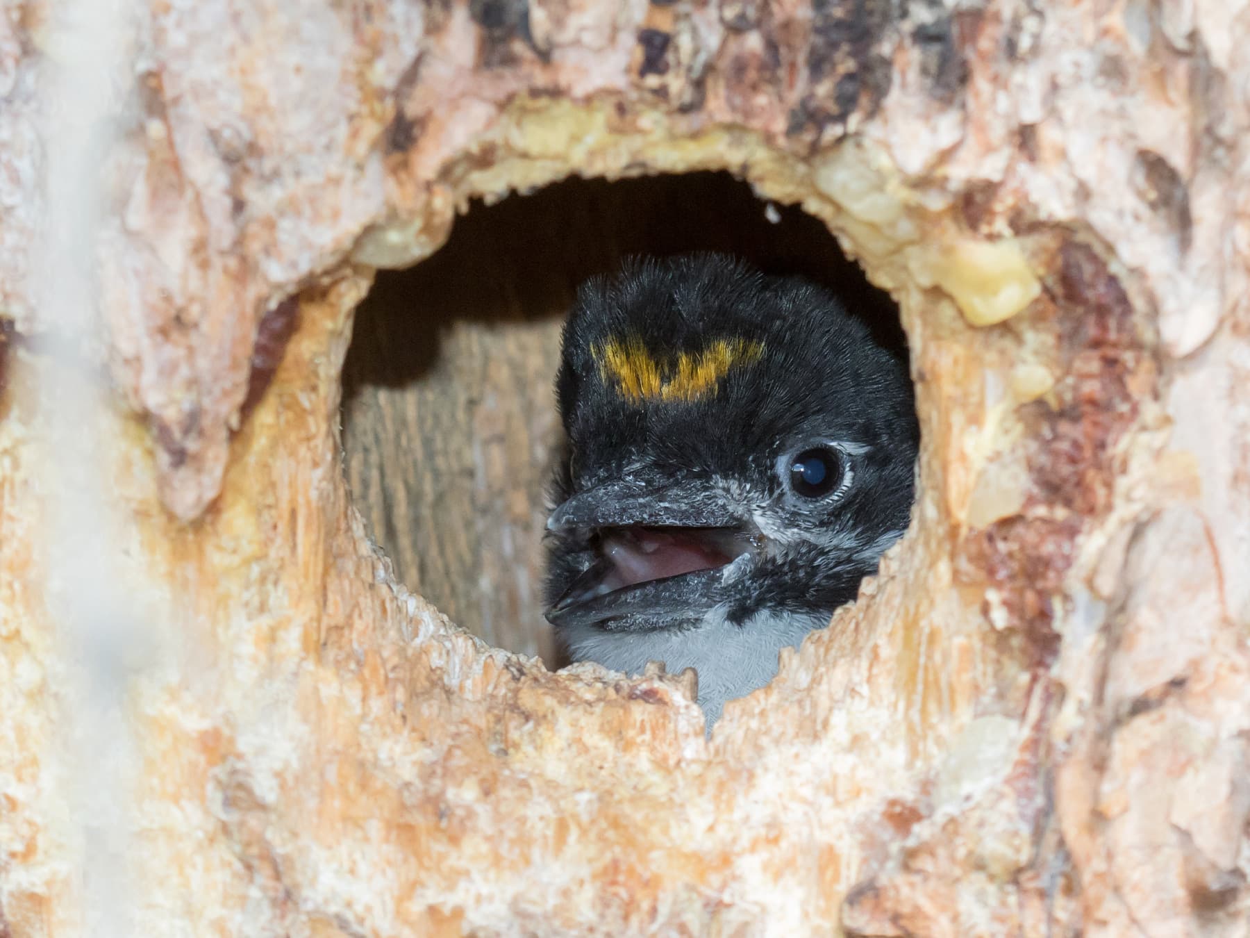 American three-toed woodpecker male nestling