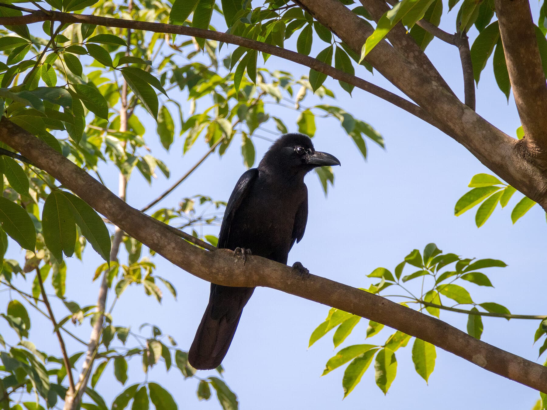 New caledonian crows