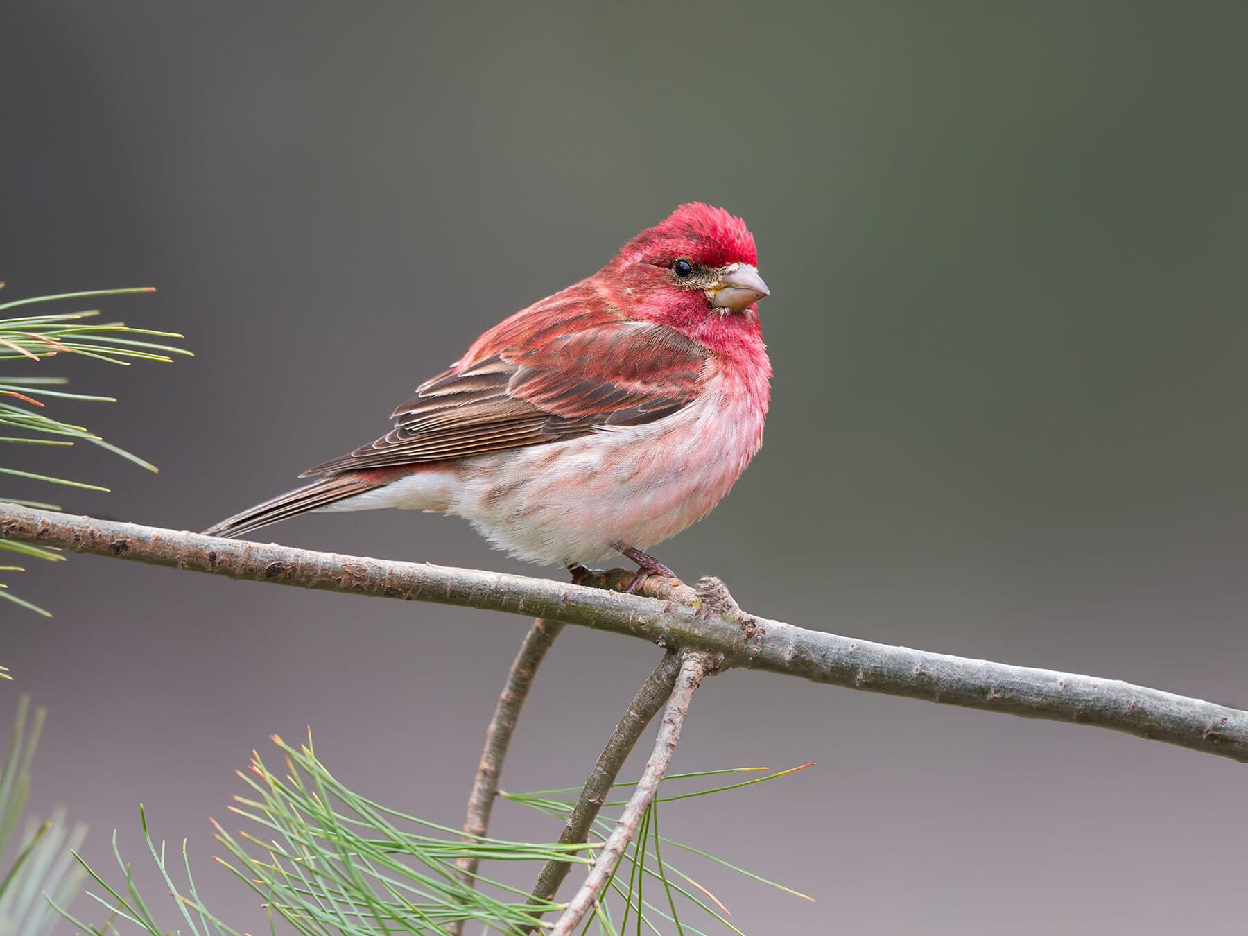 Purple Finch
