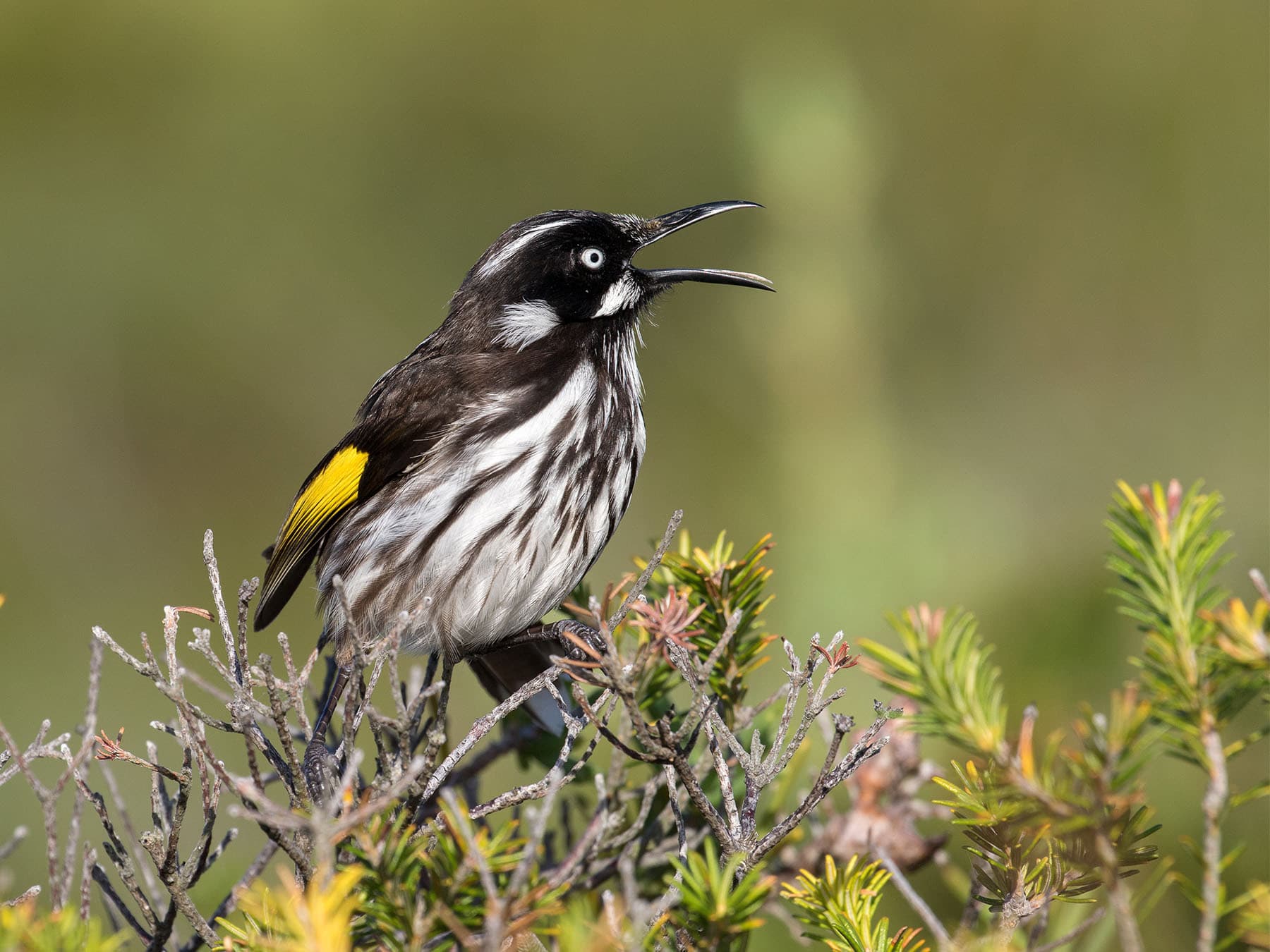 New Holland Honeyeater calling out
