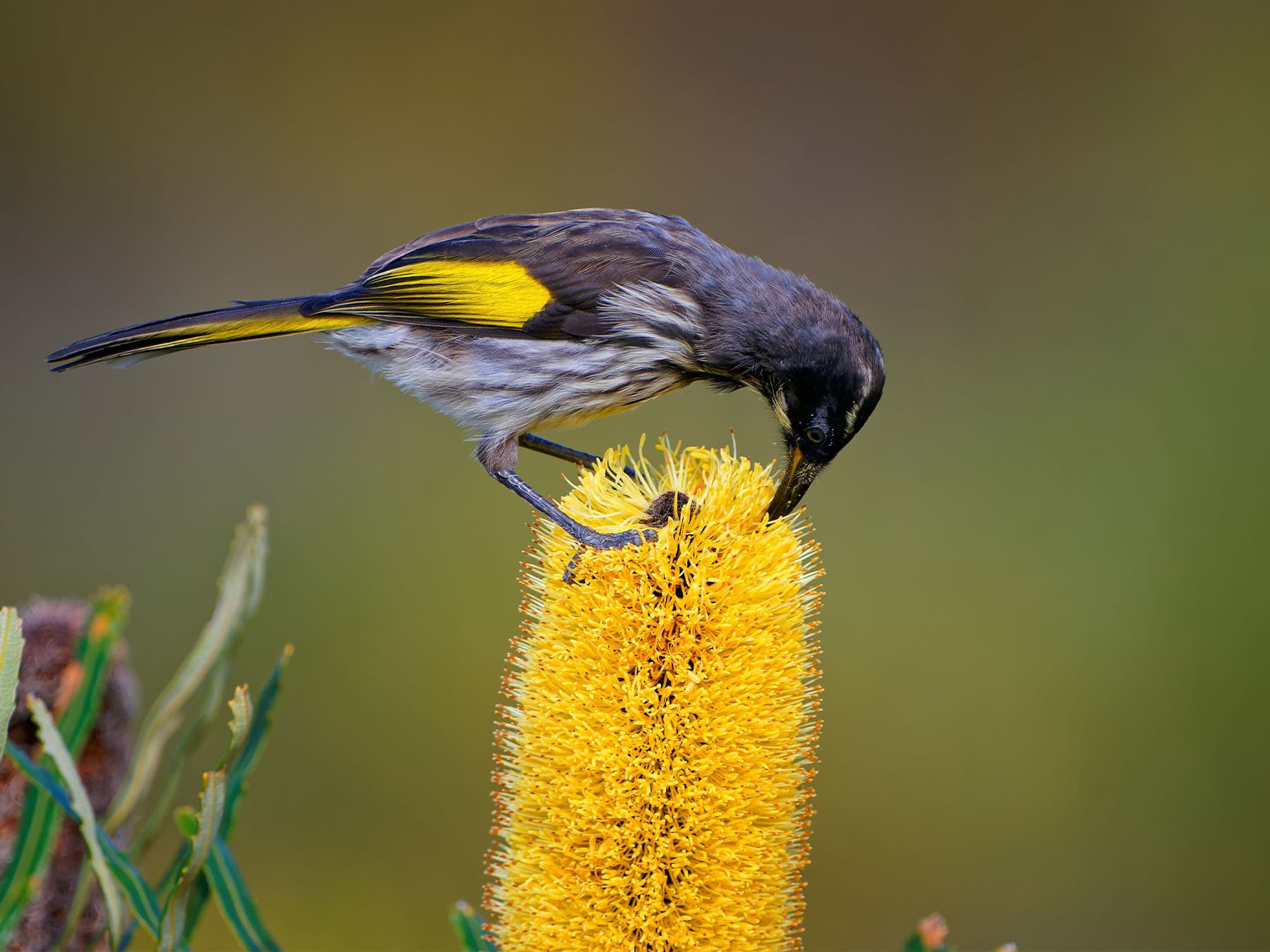 New Holland Honeyeater feeding on nectar