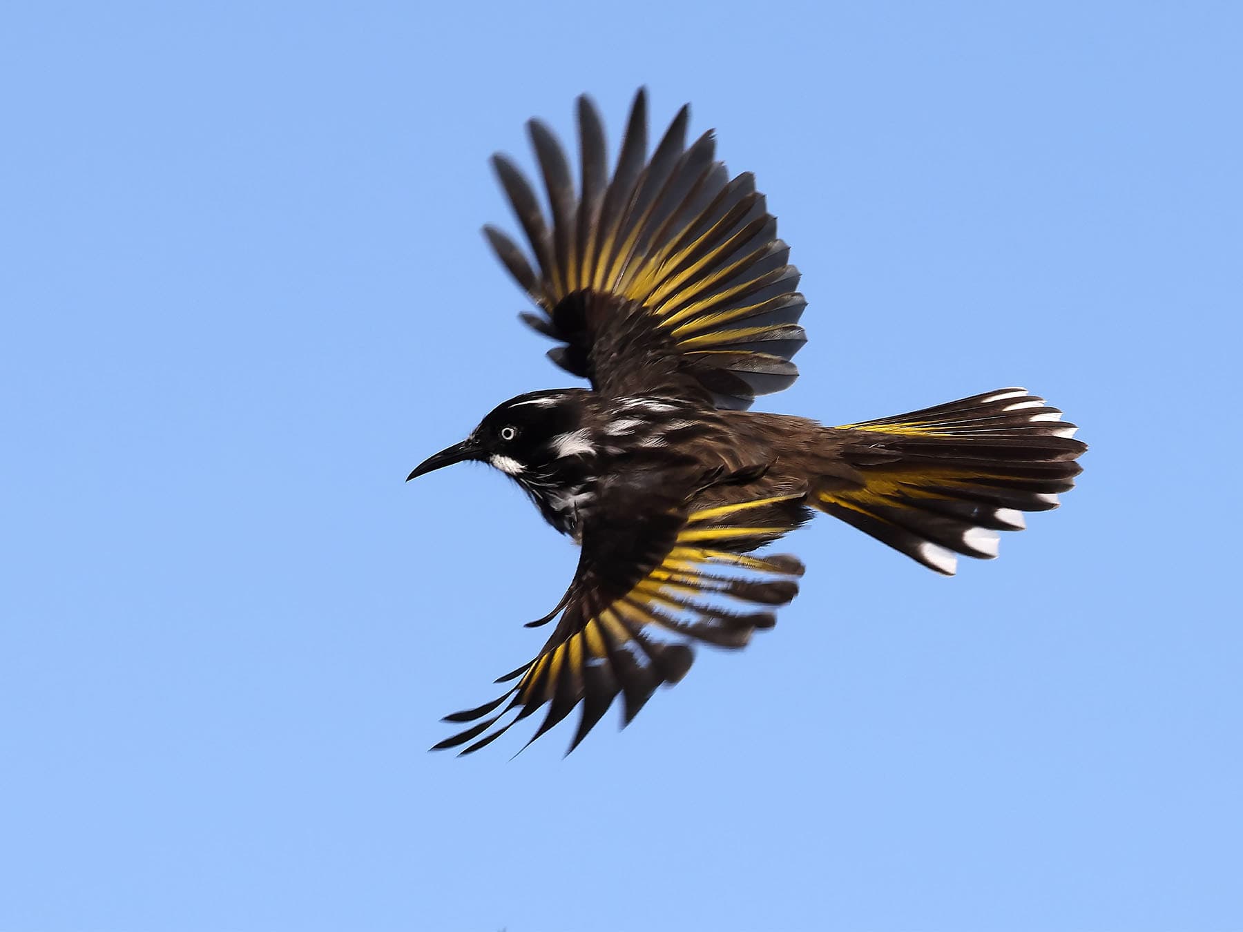 New Holland Honeyeater in-flight