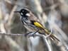 New Holland Honeyeater