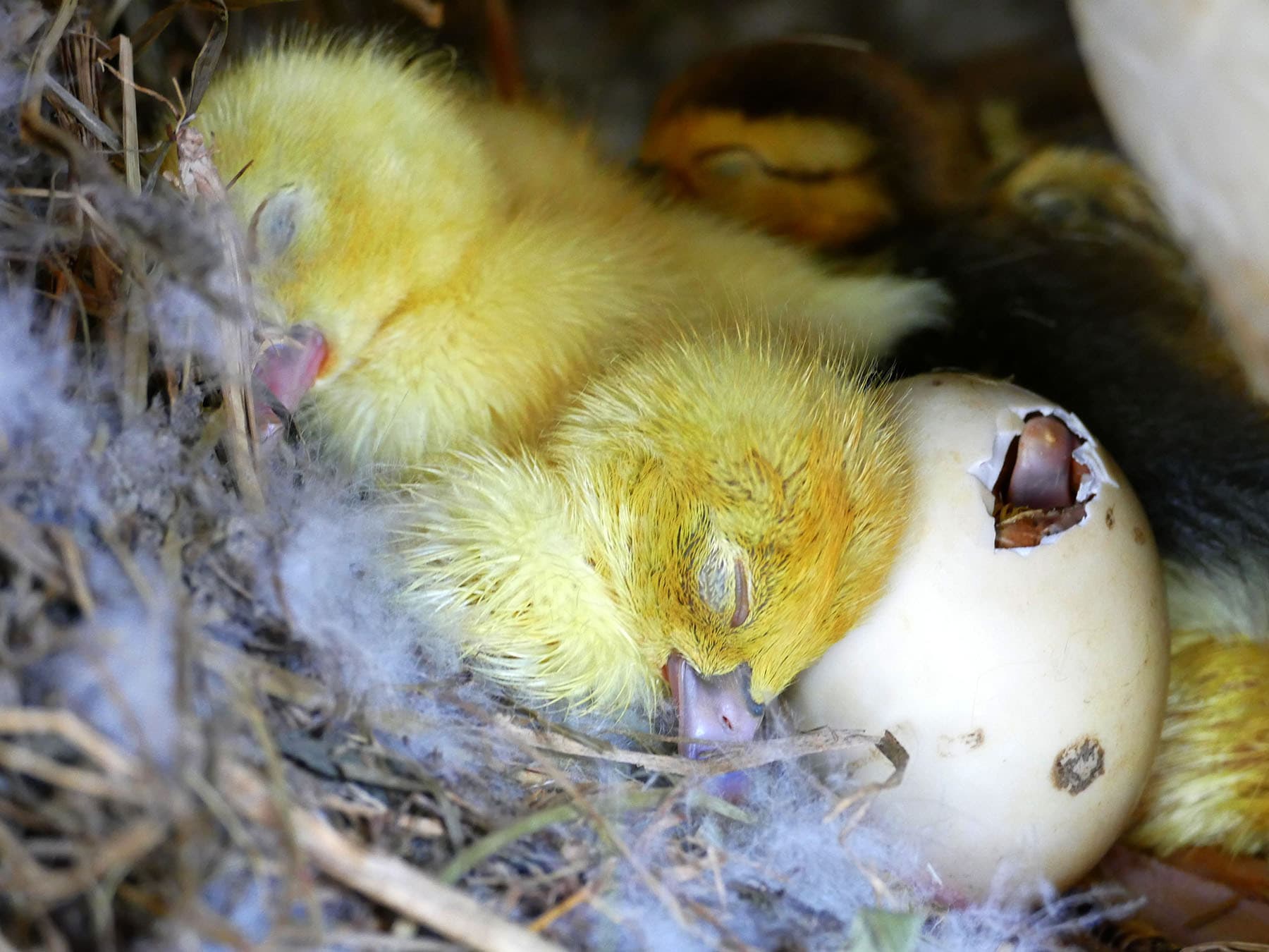 Newly hatched Muscovy Ducklings