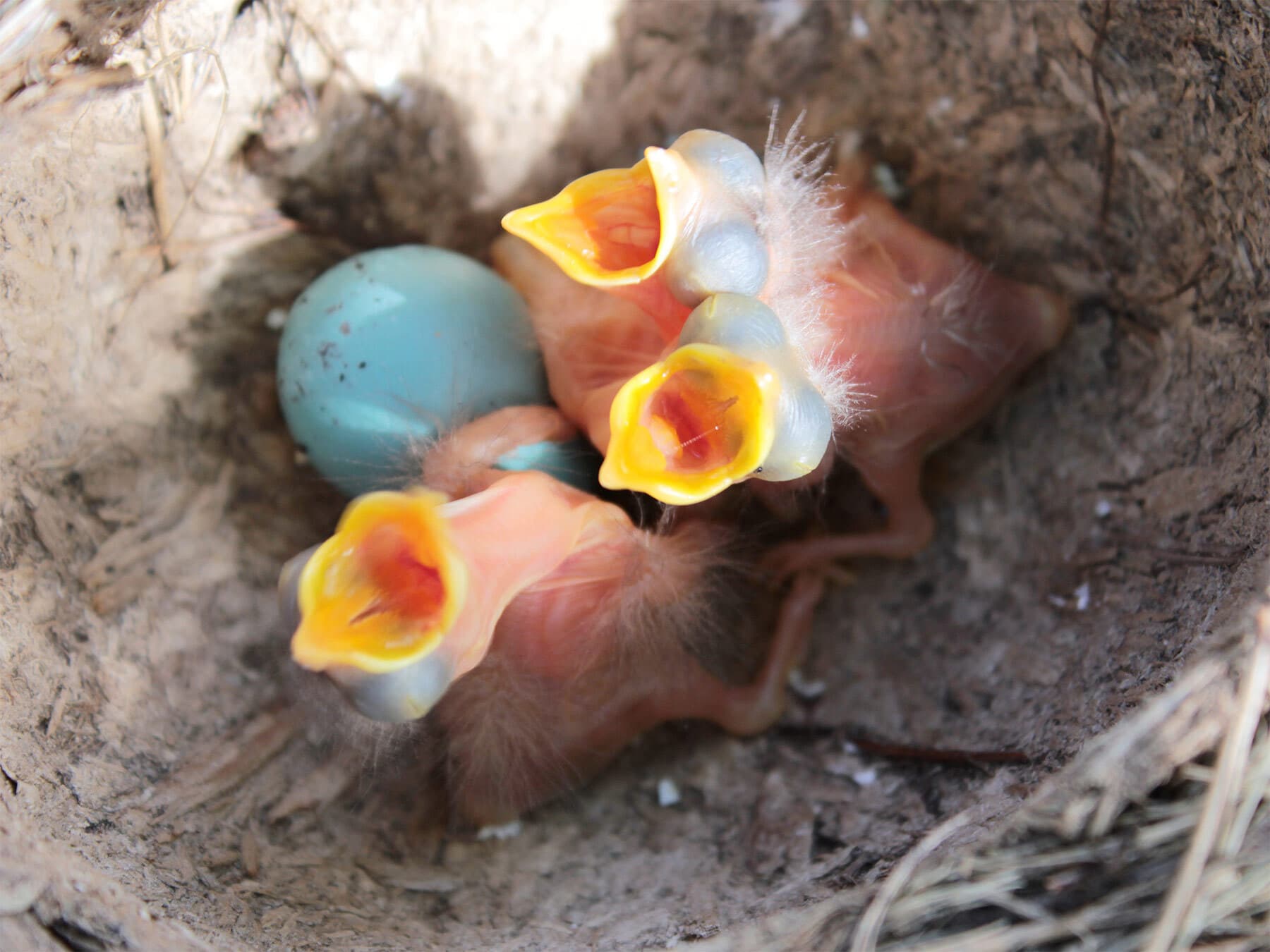 Newly hatched starling chicks
