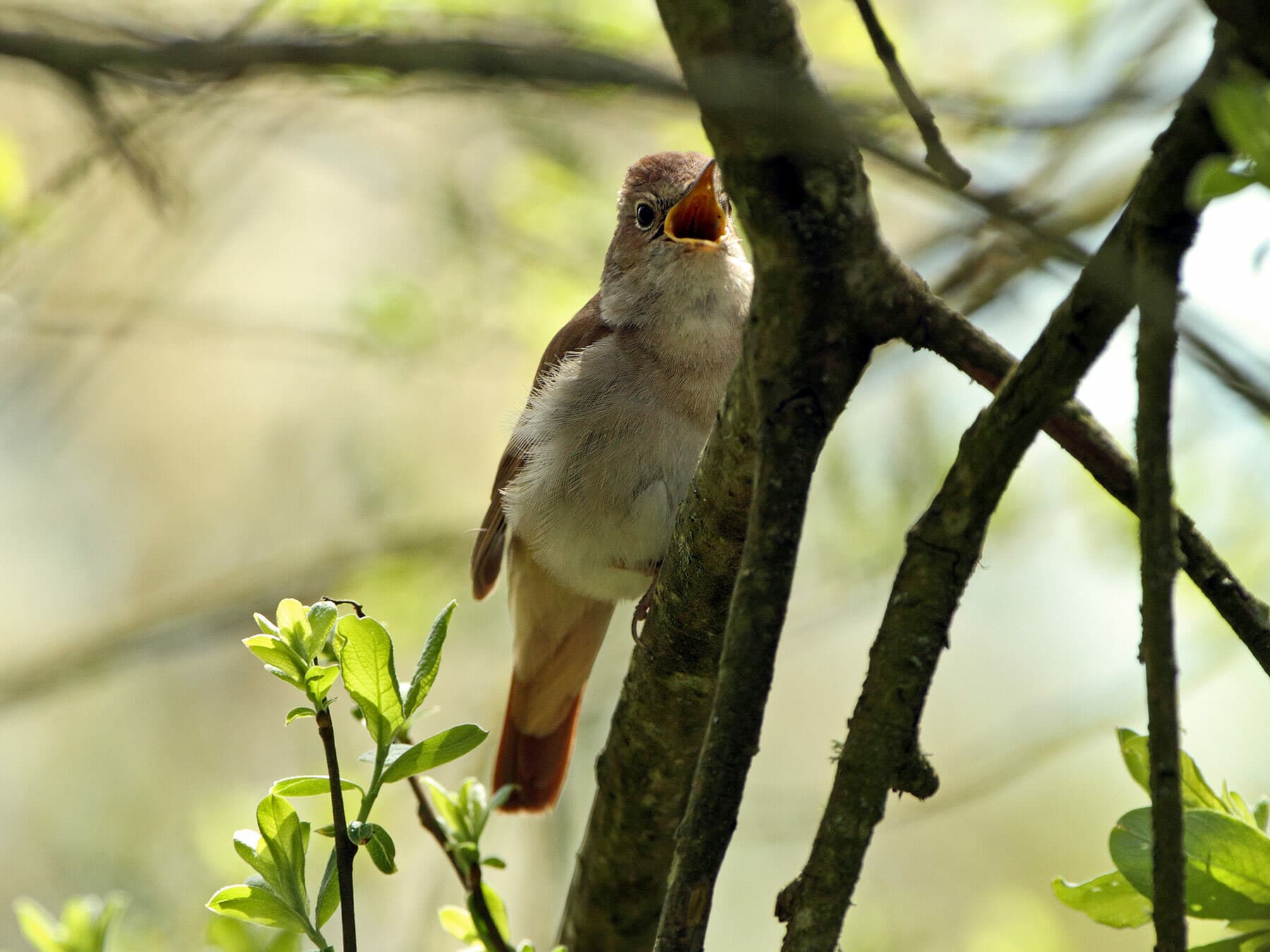 Nightingale perched in tree