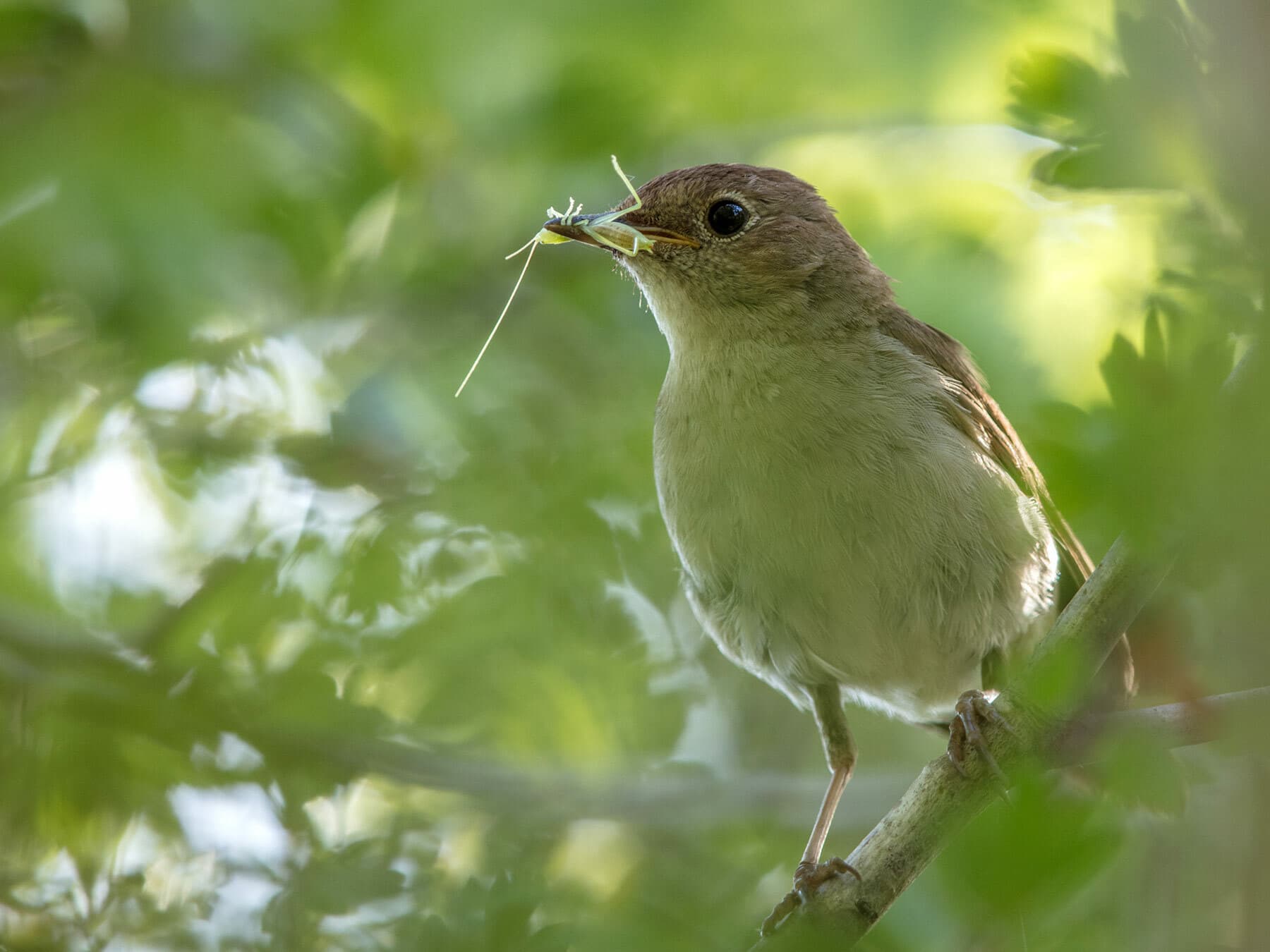 Also known as the Rufous Nightingale