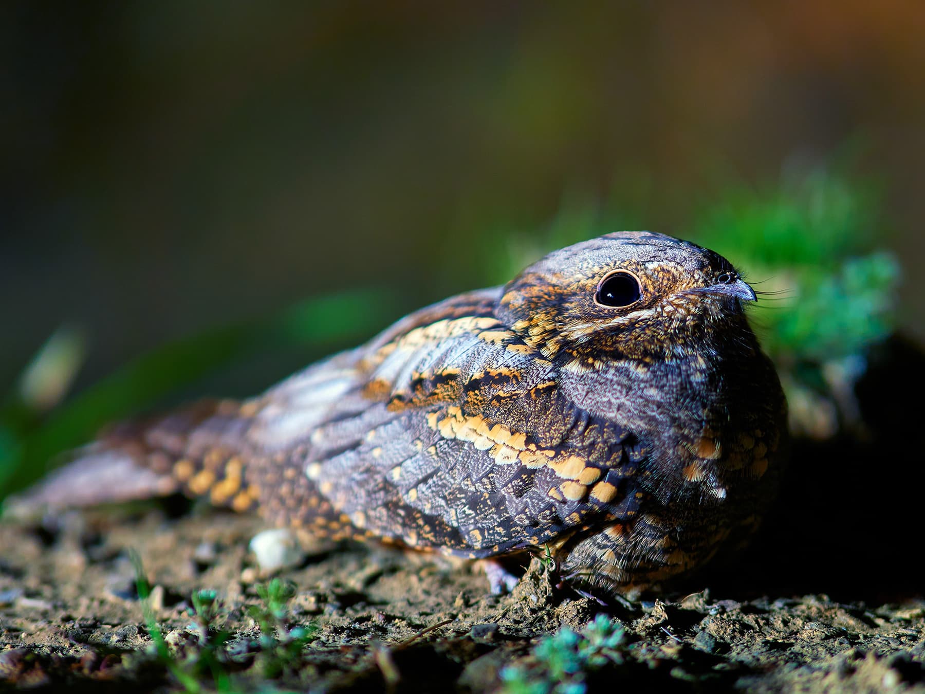 Nightjar during the night