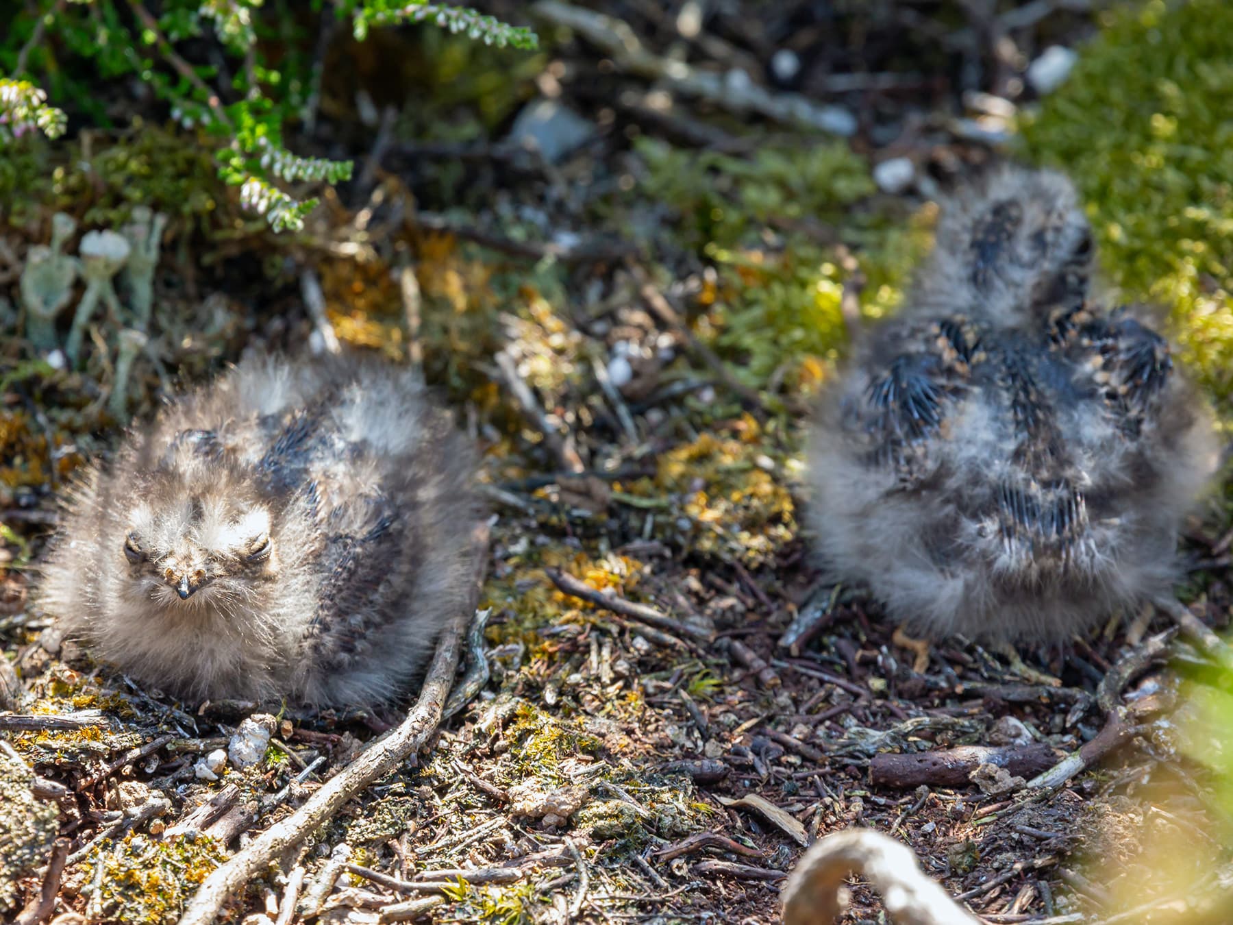 Nightjar chicks roosting on the ground